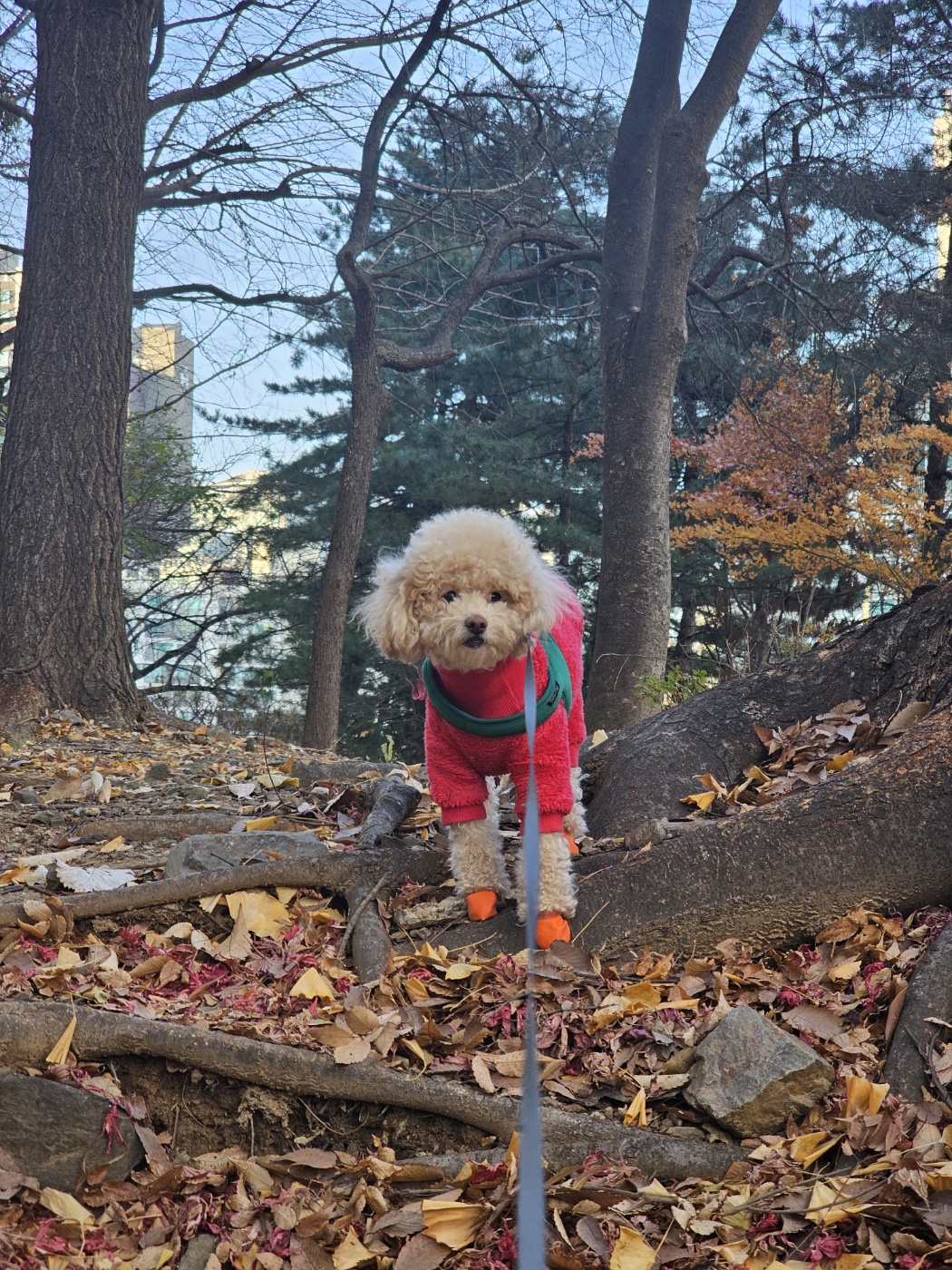 랑이(곤지암 해사) 4년차 후기입니다.