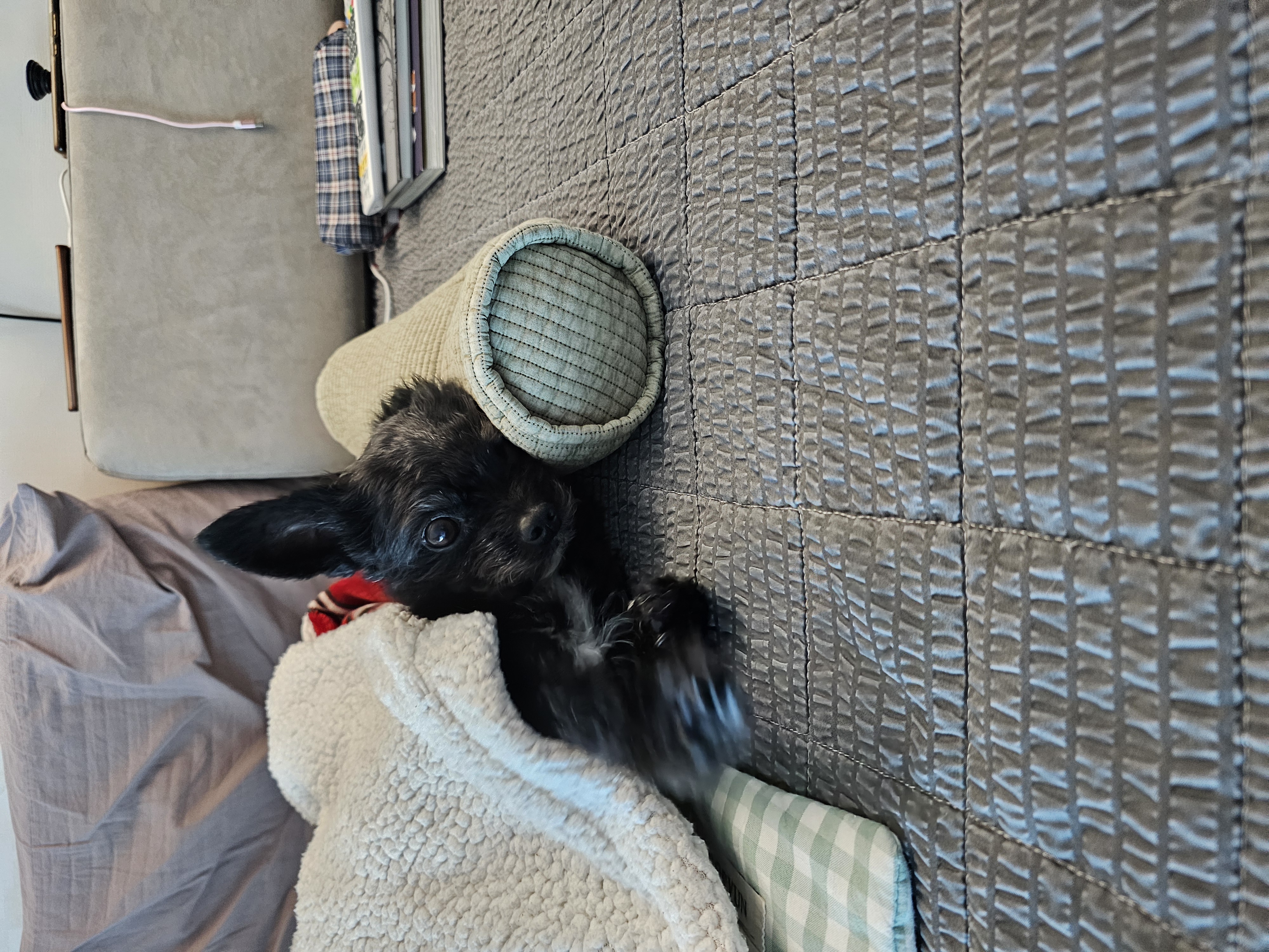 아라(푸푸아가 뽀이) 소식전해요♡