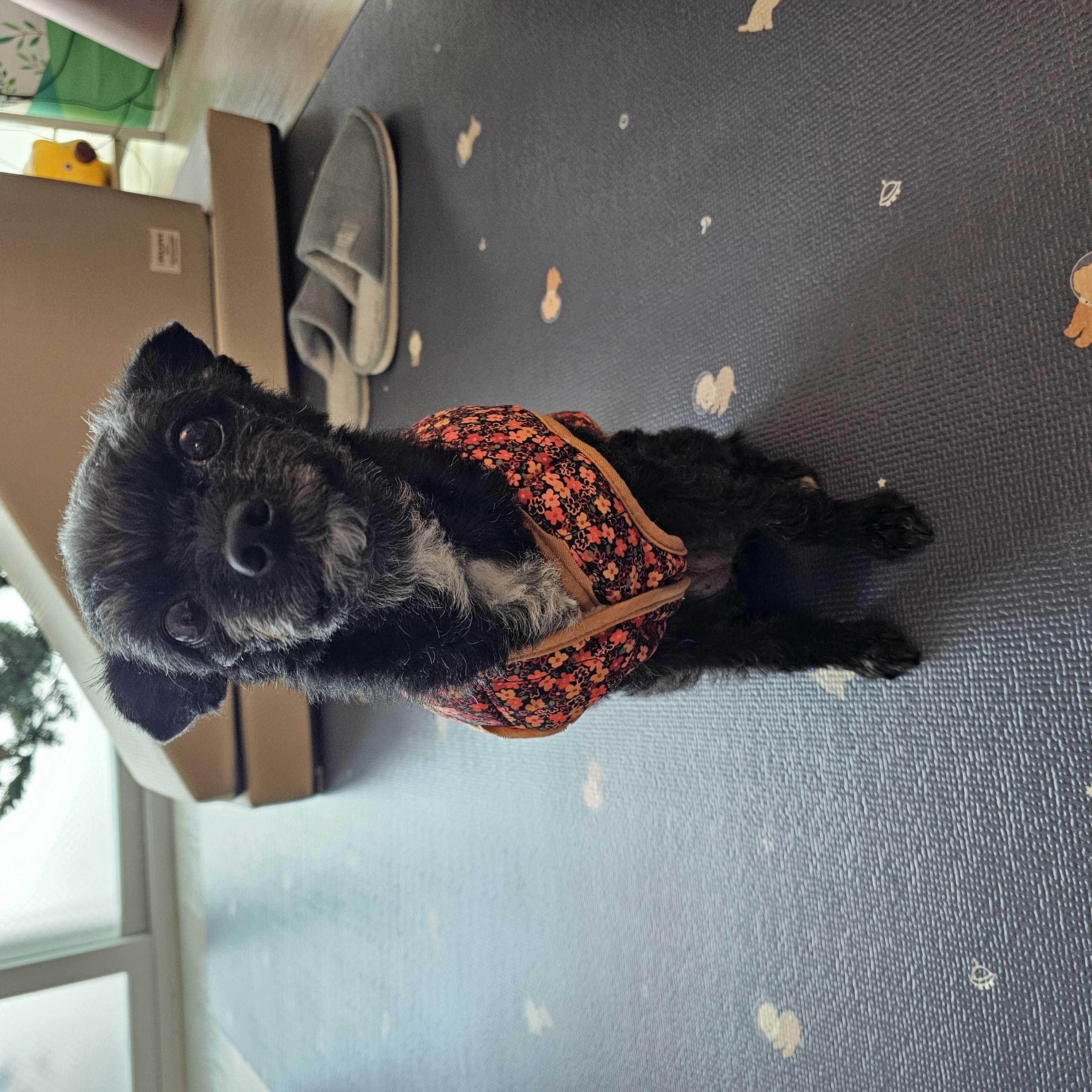 아라(푸푸아가 뽀이) 소식전해요♡