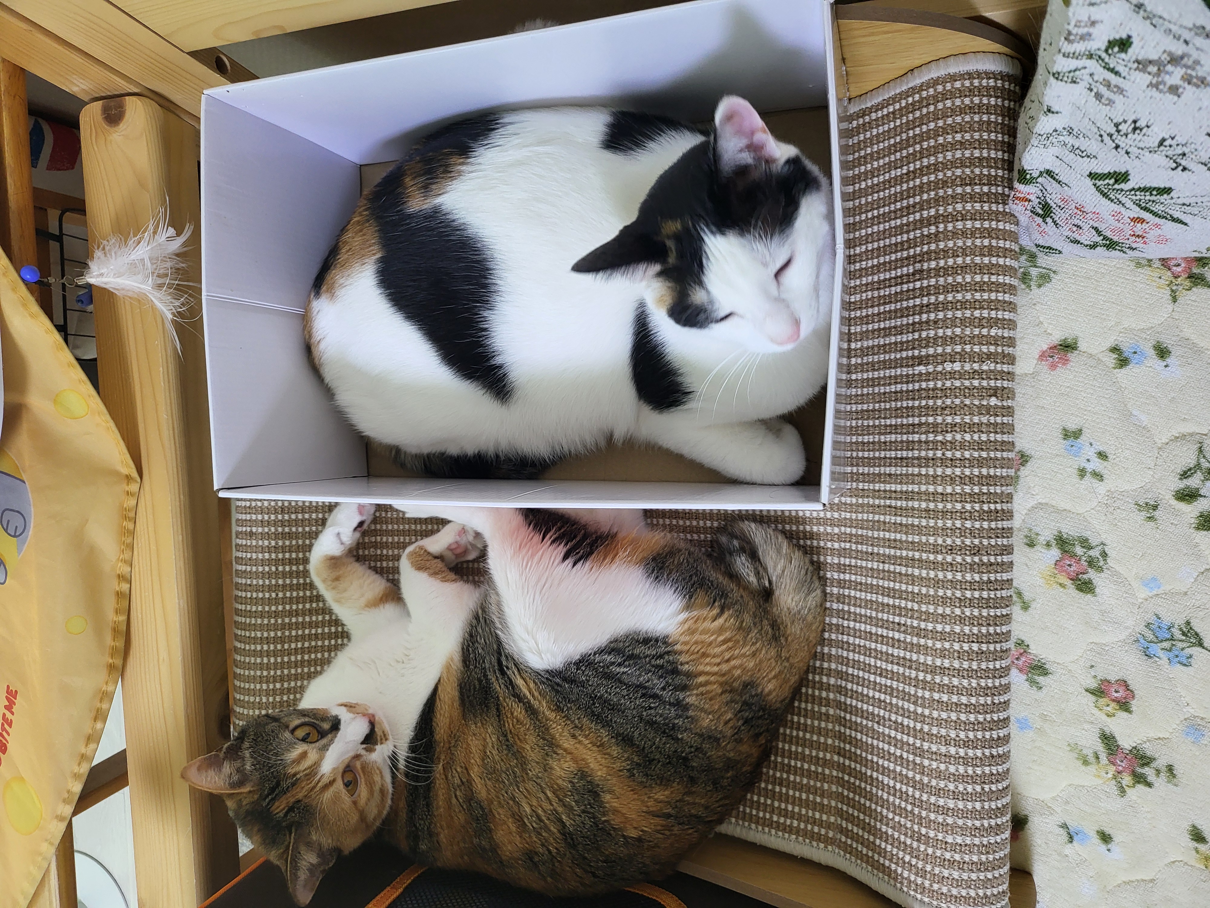 오랭.조랭이 입양 1년 후