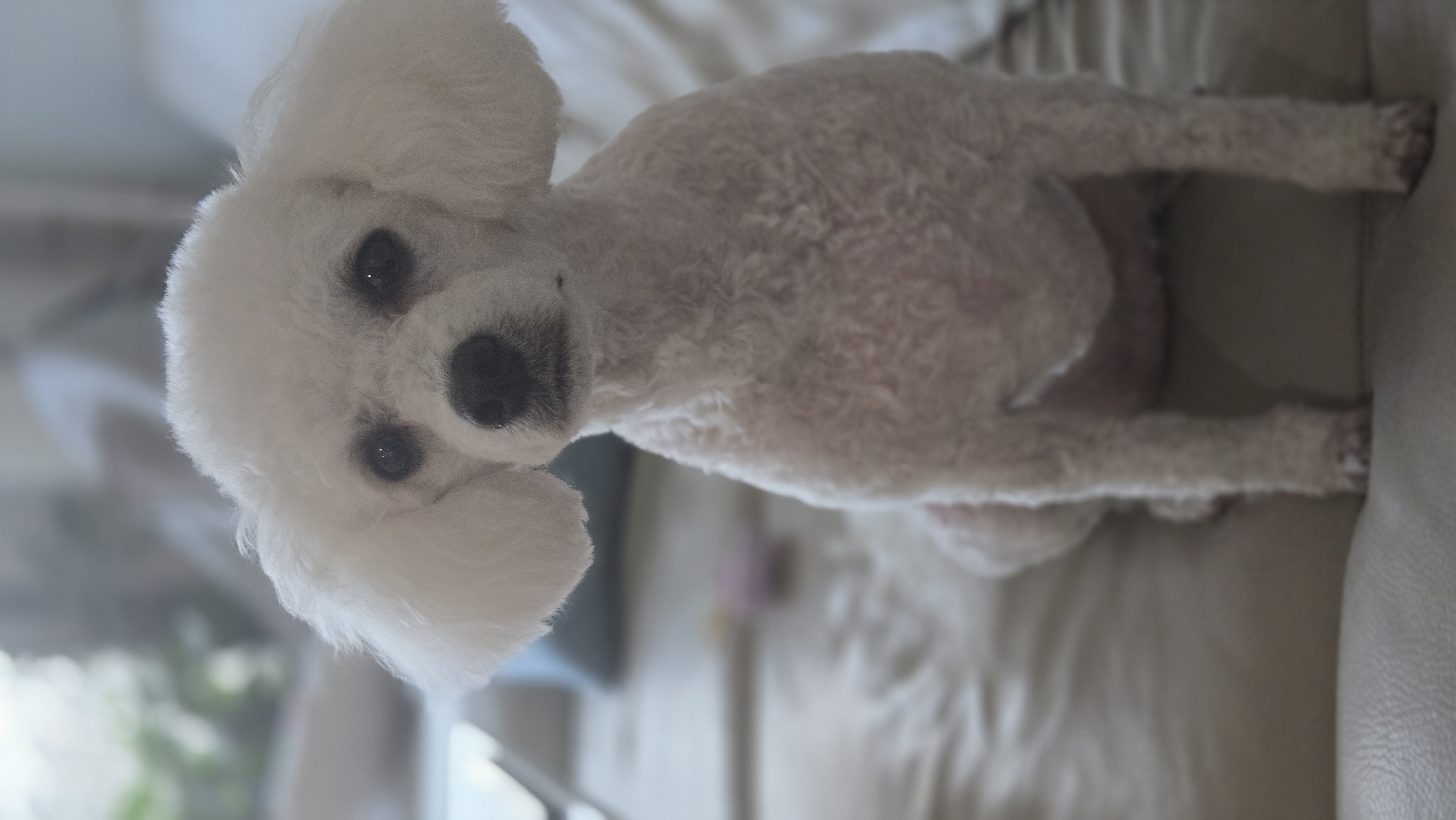 루시(양곤)이의 행복한 400일 일기