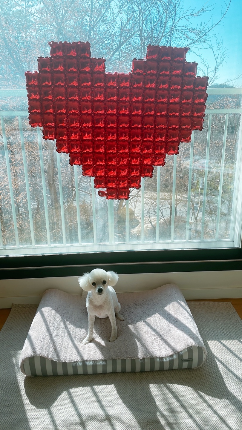 루시(양곤)이의 행복한 400일 일기