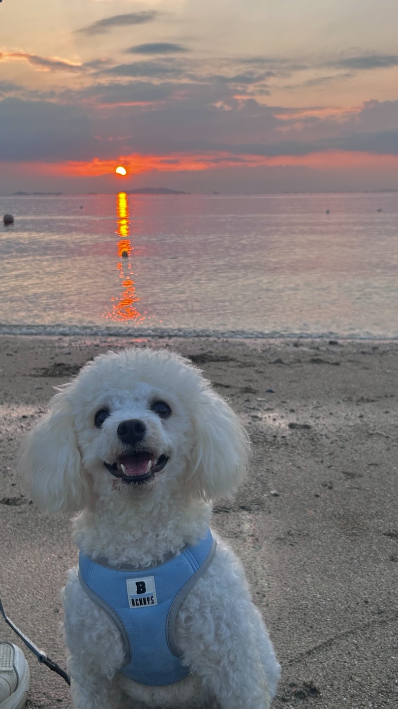 루시(양곤)이의 행복한 400일 일기