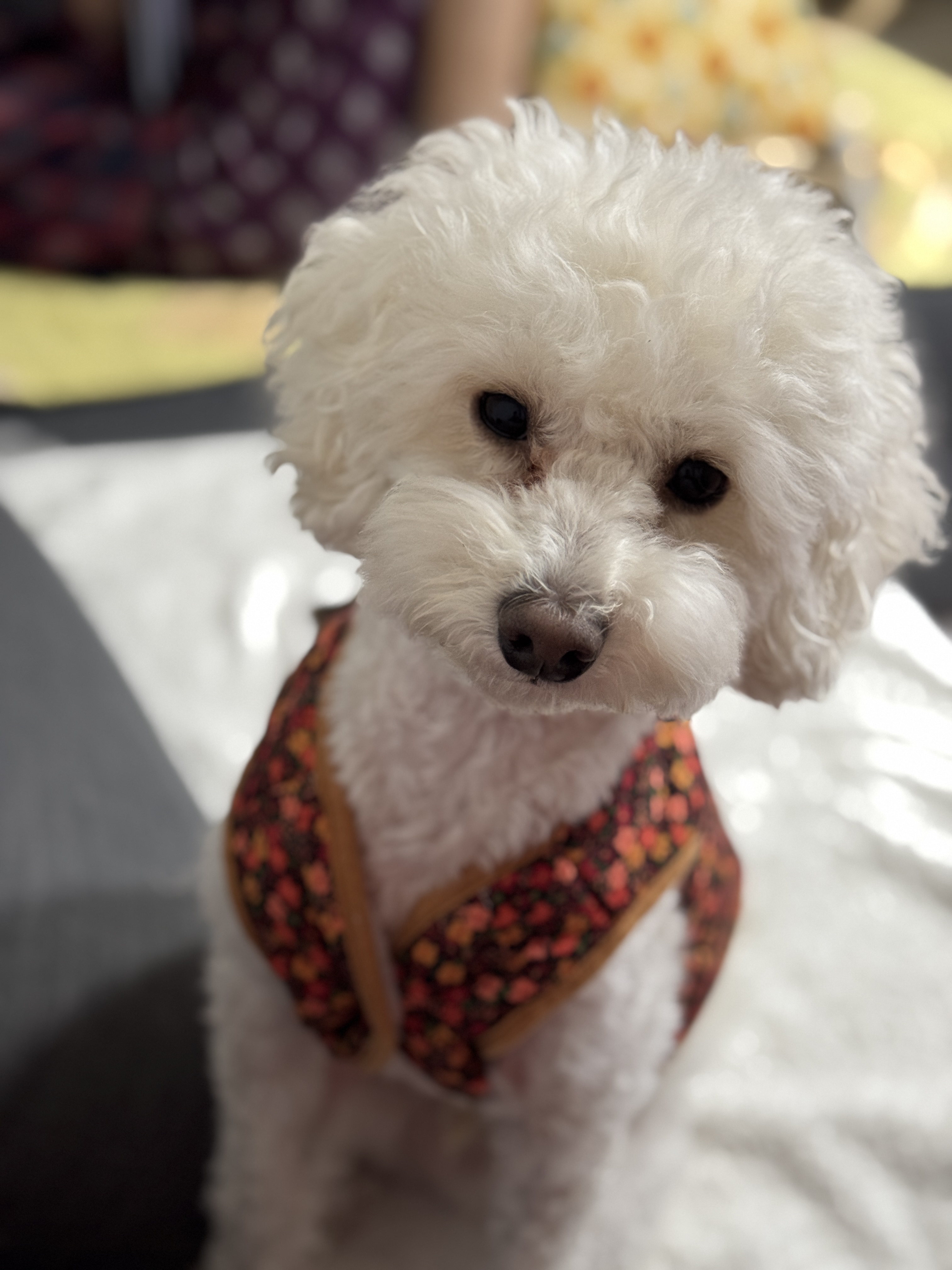 쿠크자견 (곤지암 연지 ) 심쿵