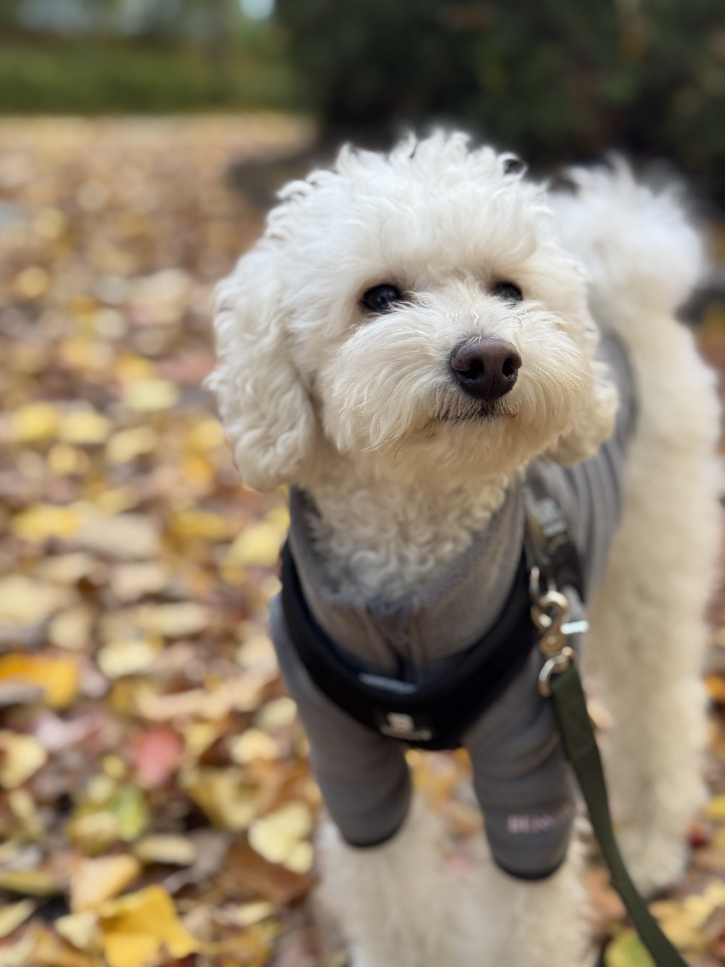 쿠크자견 (곤지암 연지 ) 심쿵