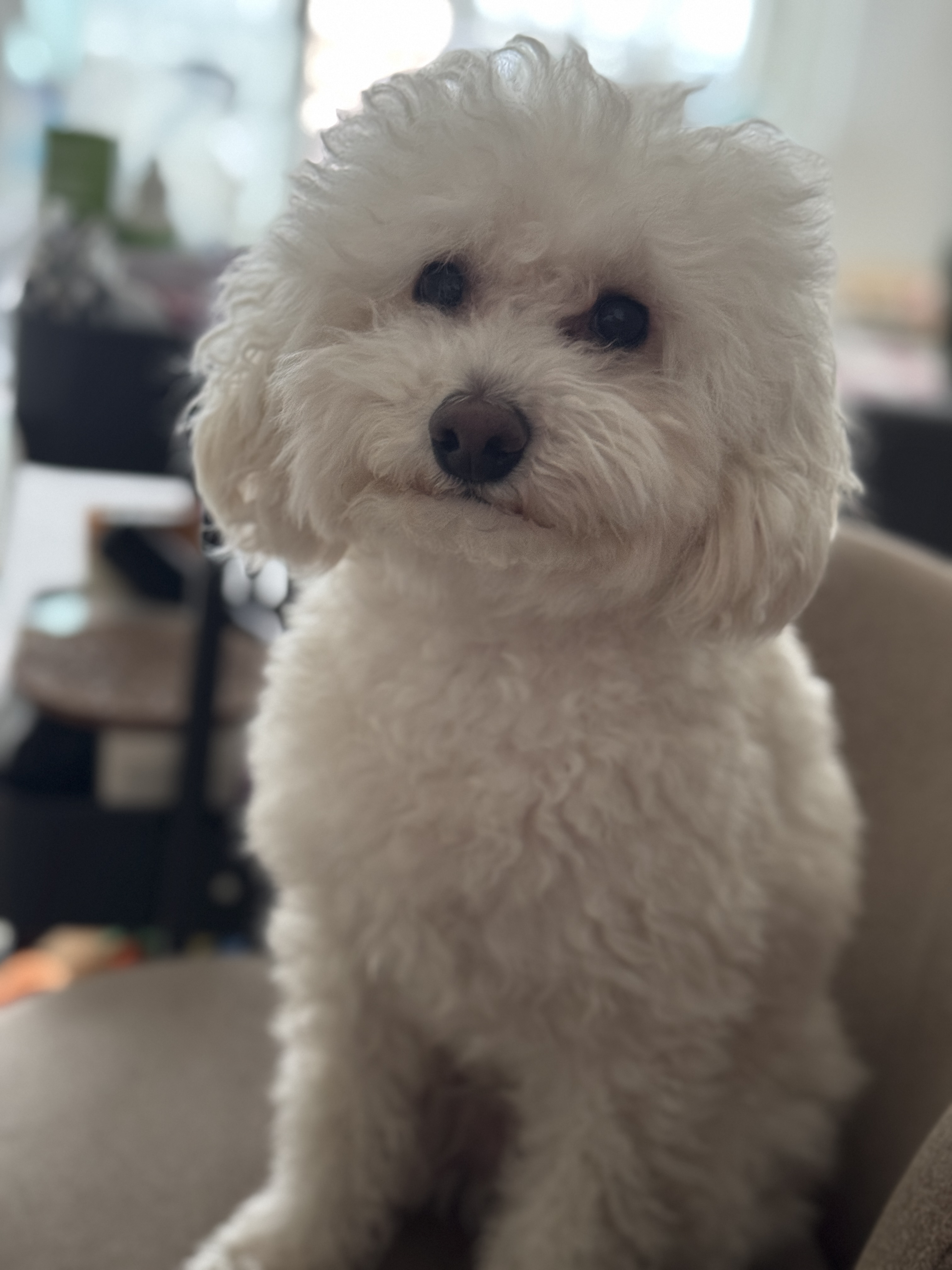 쿠크자견 (곤지암 연지 ) 심쿵