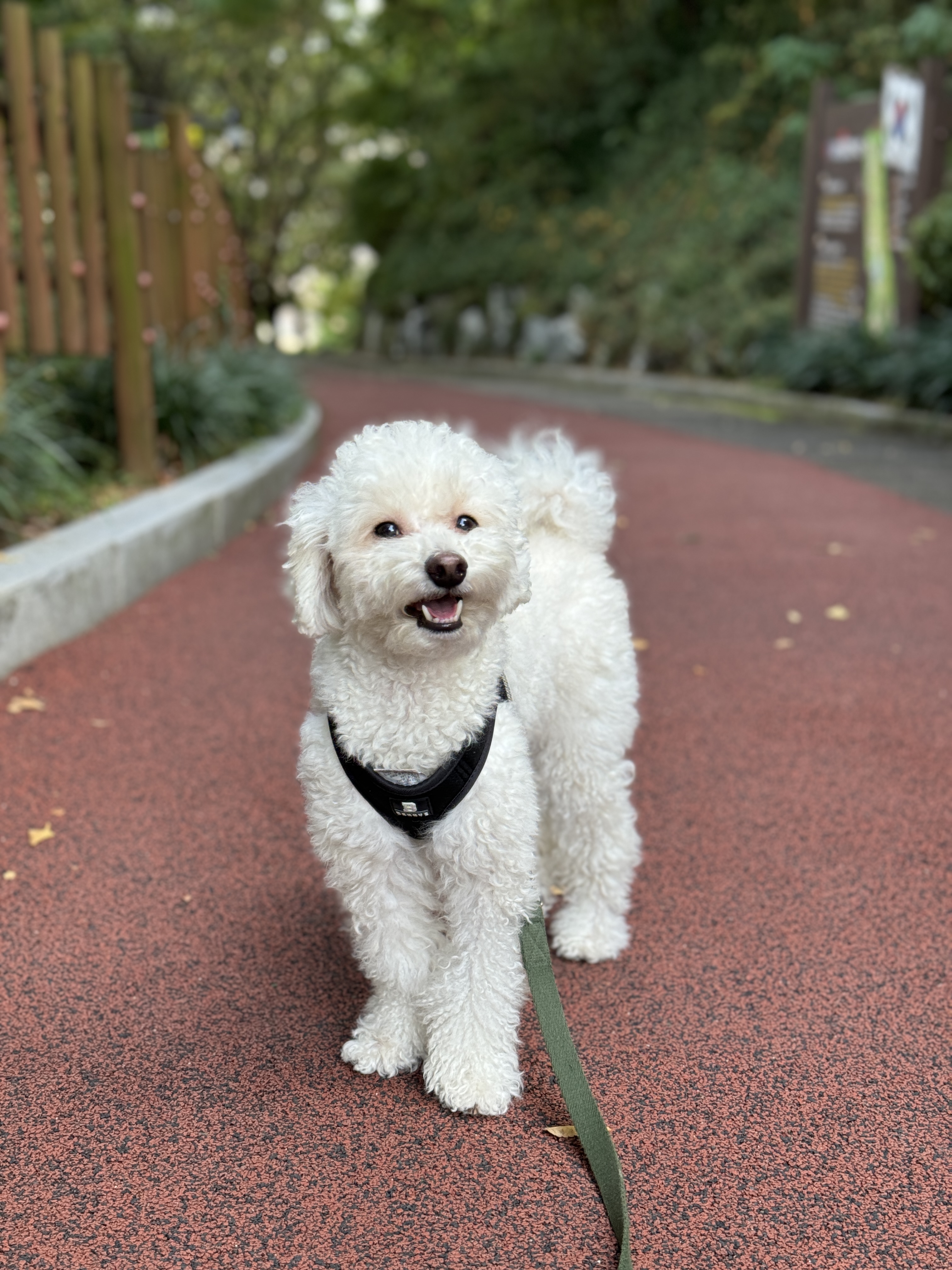 쿠크자견 (곤지암 연지 ) 심쿵