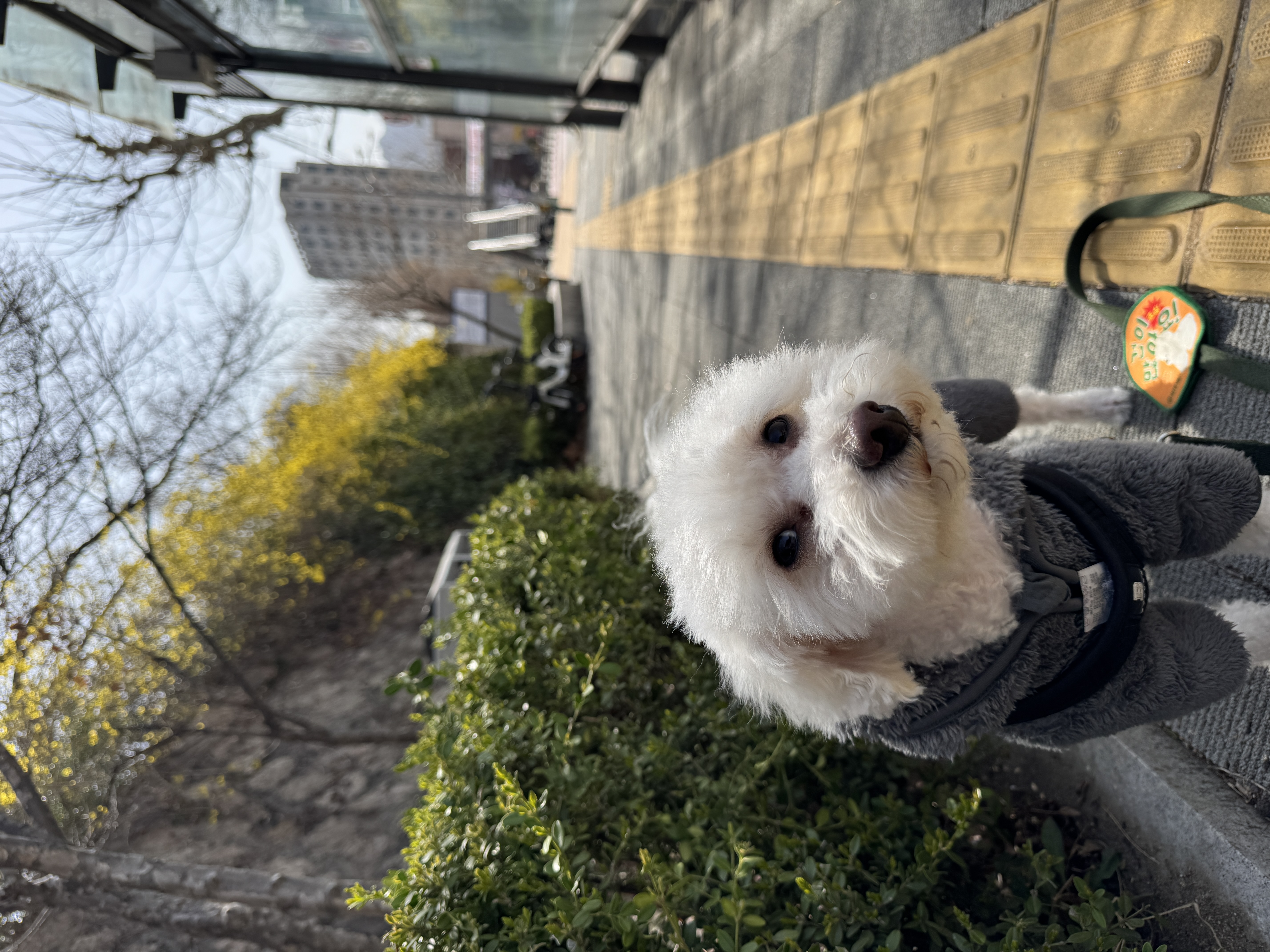 쿠크자견 (곤지암 연지 ) 심쿵