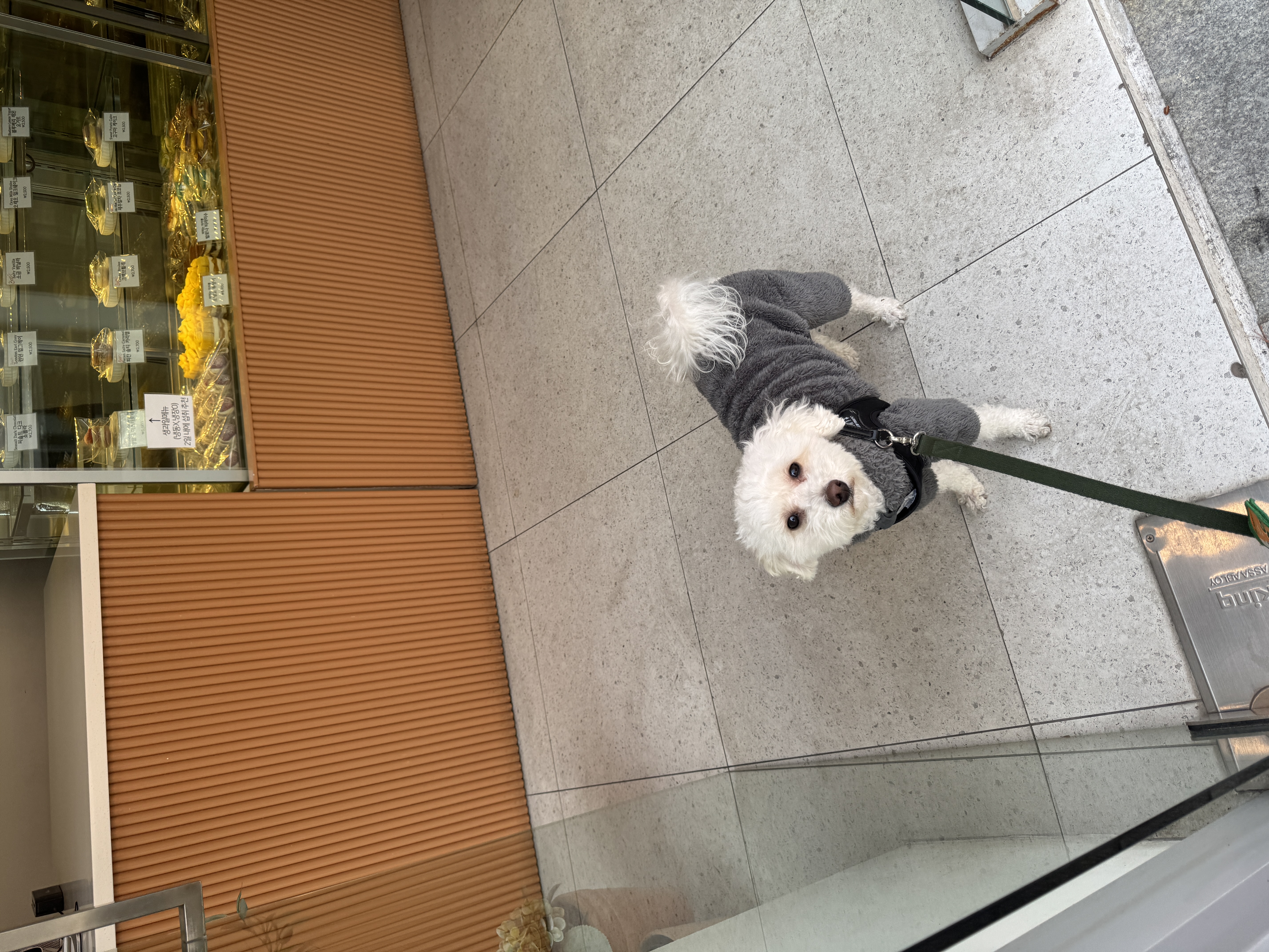 쿠크자견 (곤지암 연지 ) 심쿵