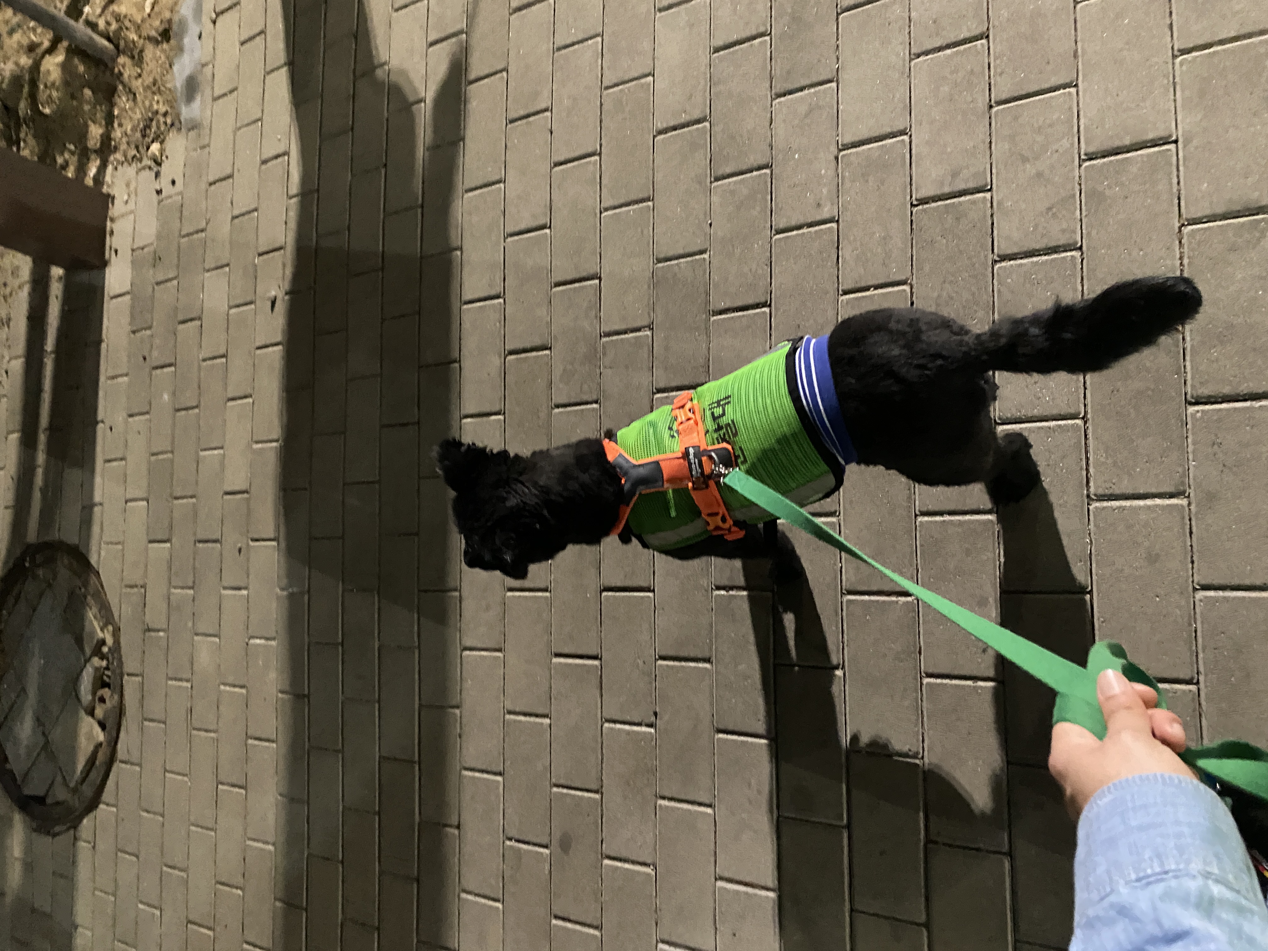 선샤인‘s 꼬물이 댄. 잘 지내고 있어요! (벌써 3년)