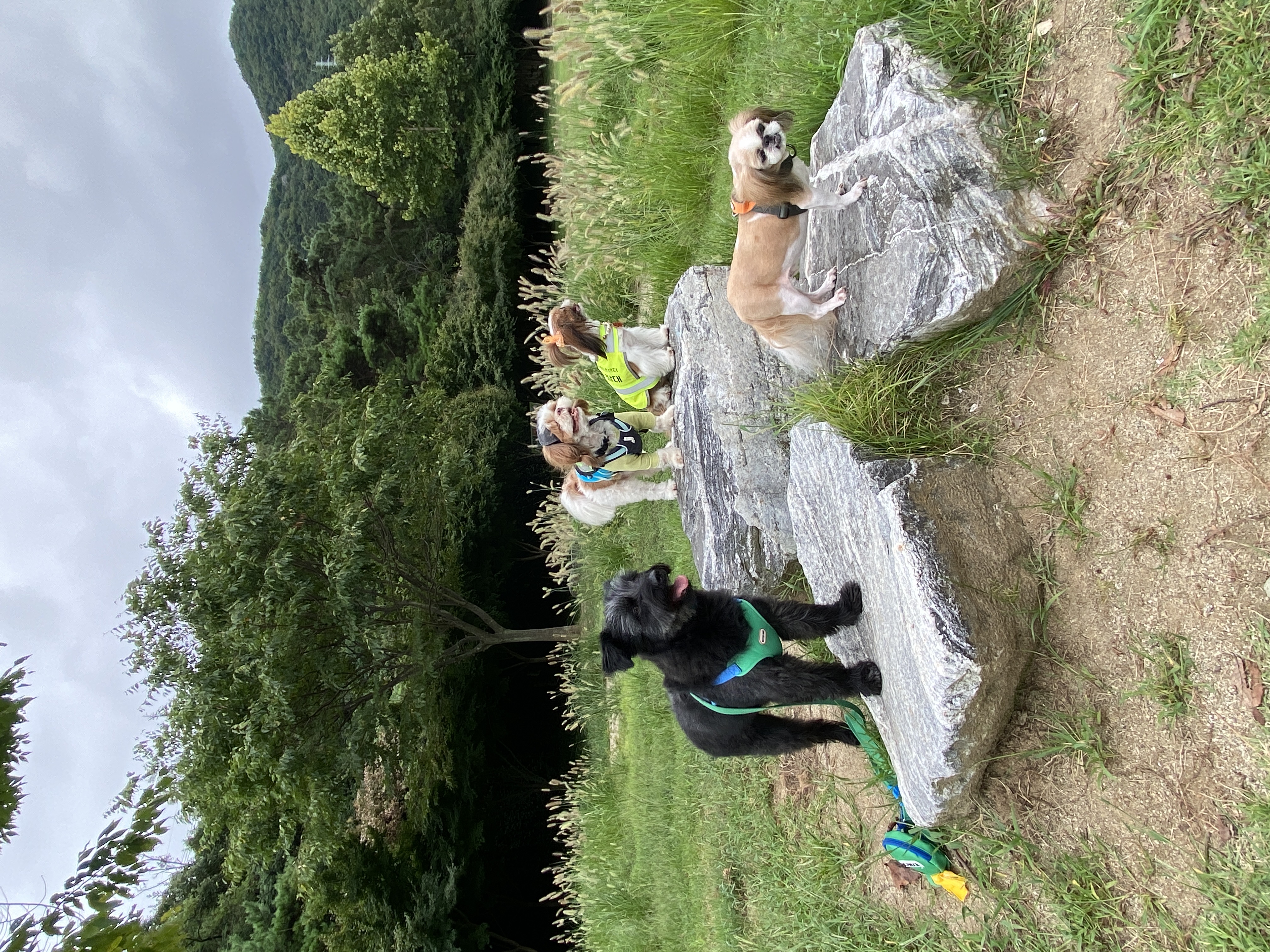 선샤인‘s 꼬물이 댄. 잘 지내고 있어요! (벌써 3년)