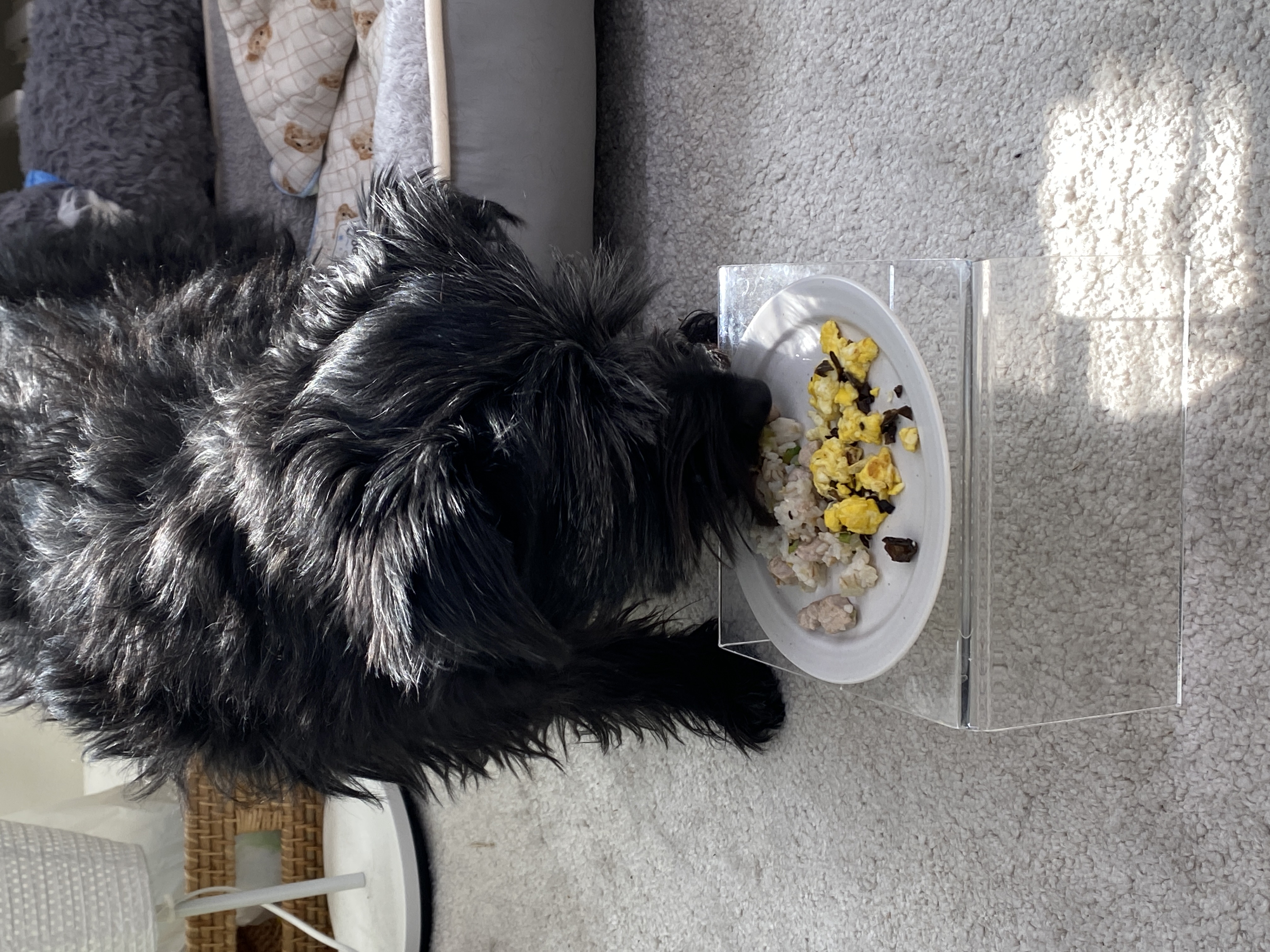 선샤인‘s 꼬물이 댄. 잘 지내고 있어요! (벌써 3년)