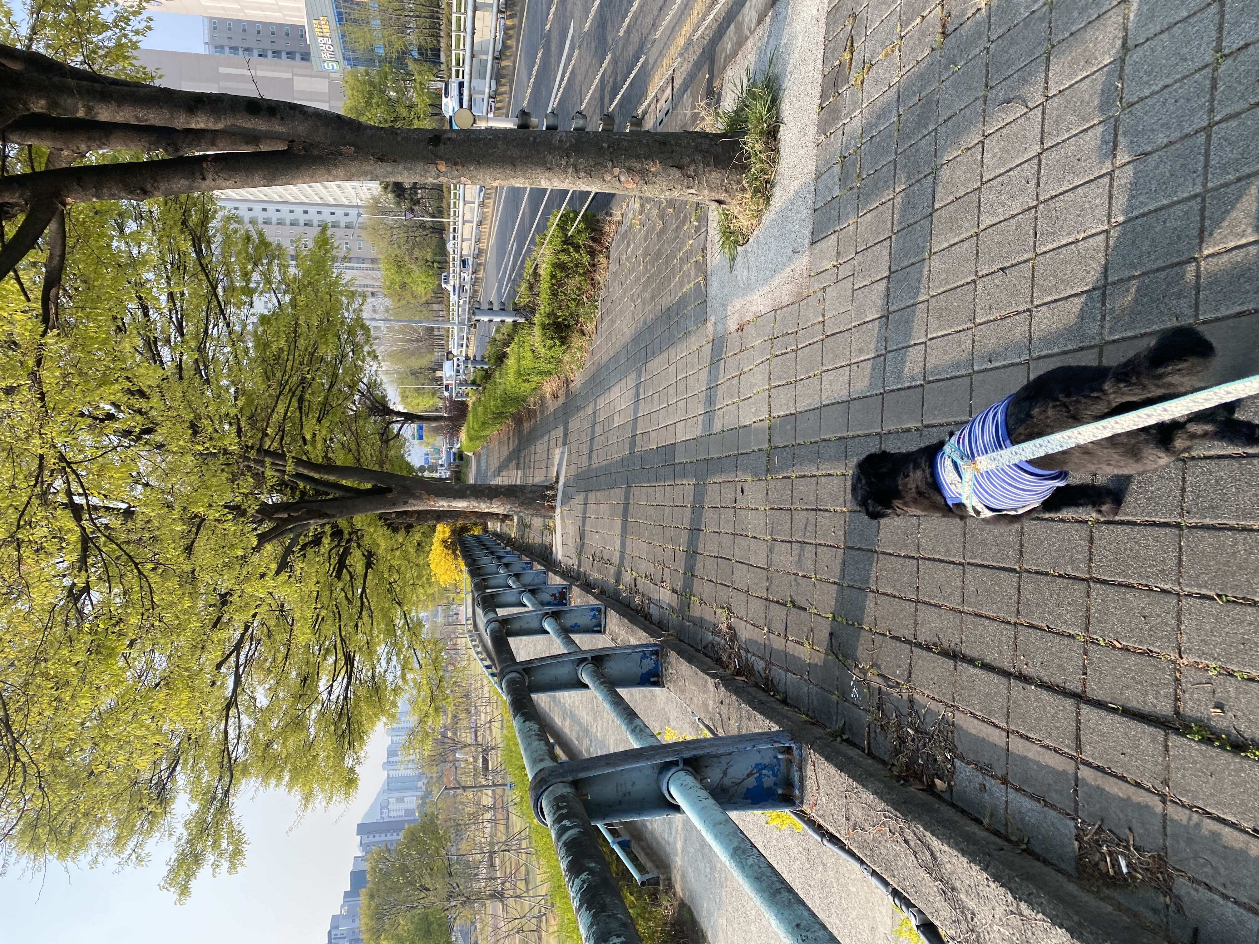 선샤인‘s 꼬물이 댄. 잘 지내고 있어요! (벌써 3년)