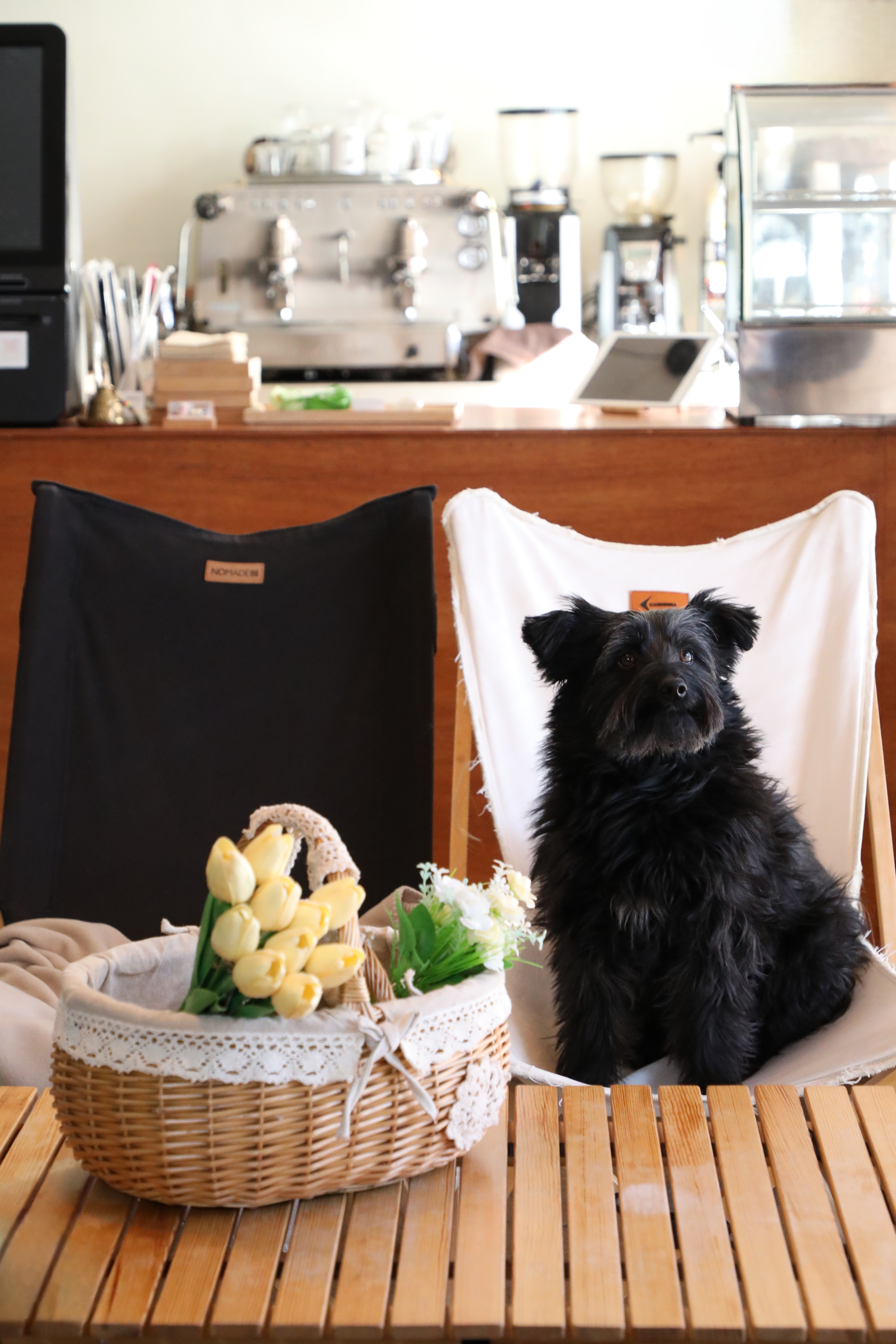 선샤인‘s 꼬물이 댄. 잘 지내고 있어요! (벌써 3년)