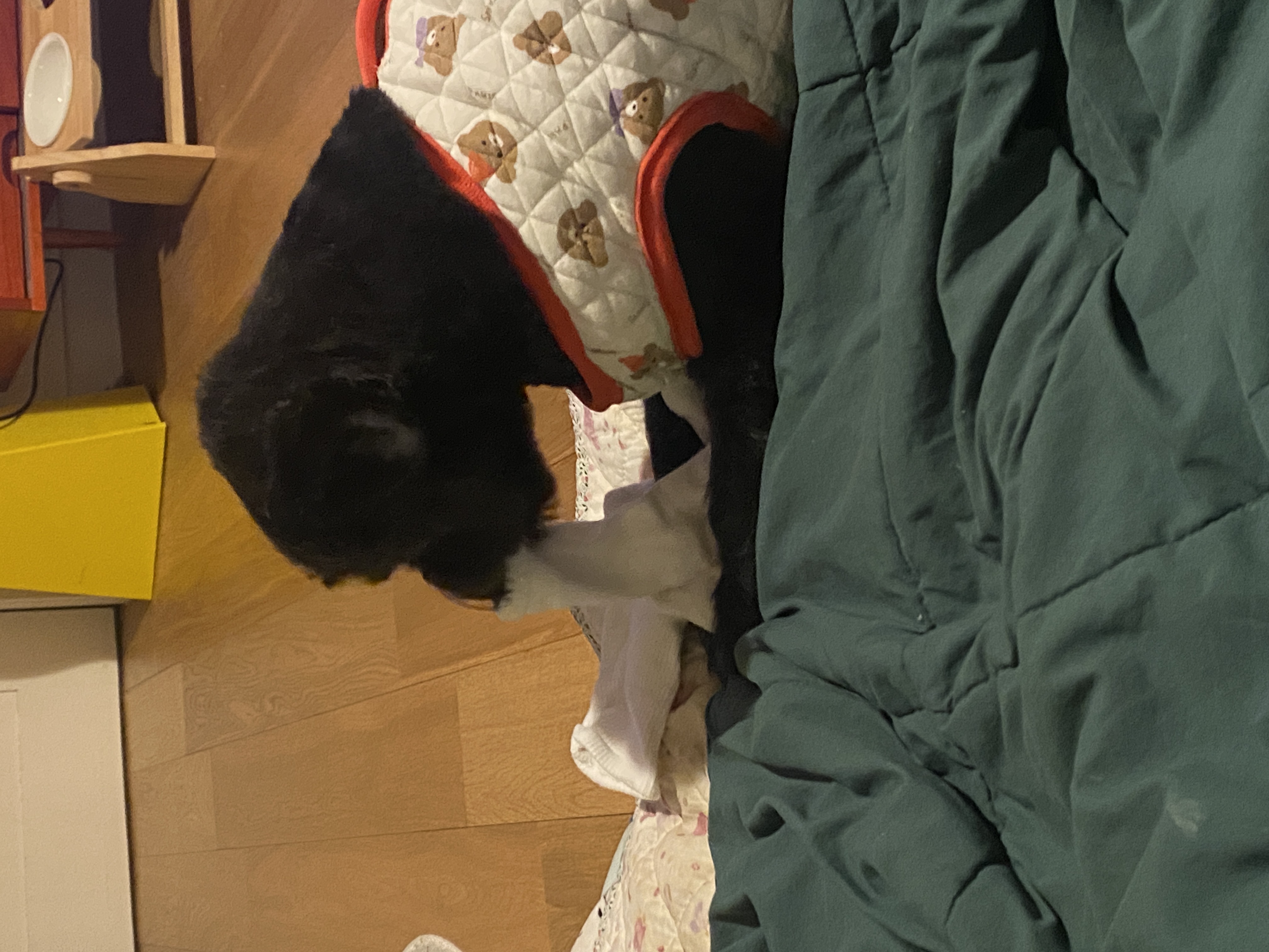 선샤인‘s 꼬물이 댄. 잘 지내고 있어요! (벌써 3년)