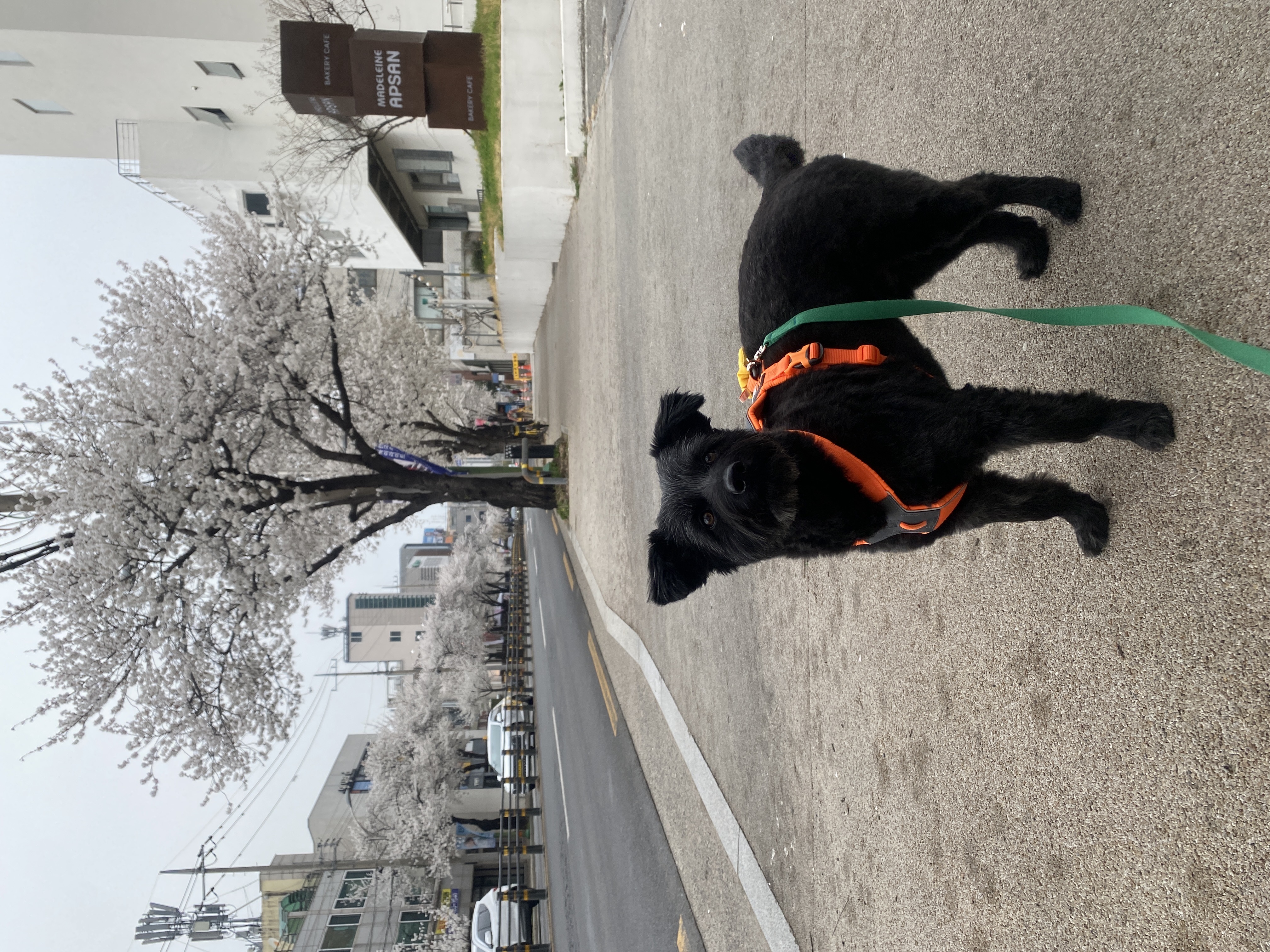 선샤인‘s 꼬물이 댄. 잘 지내고 있어요! (벌써 3년)