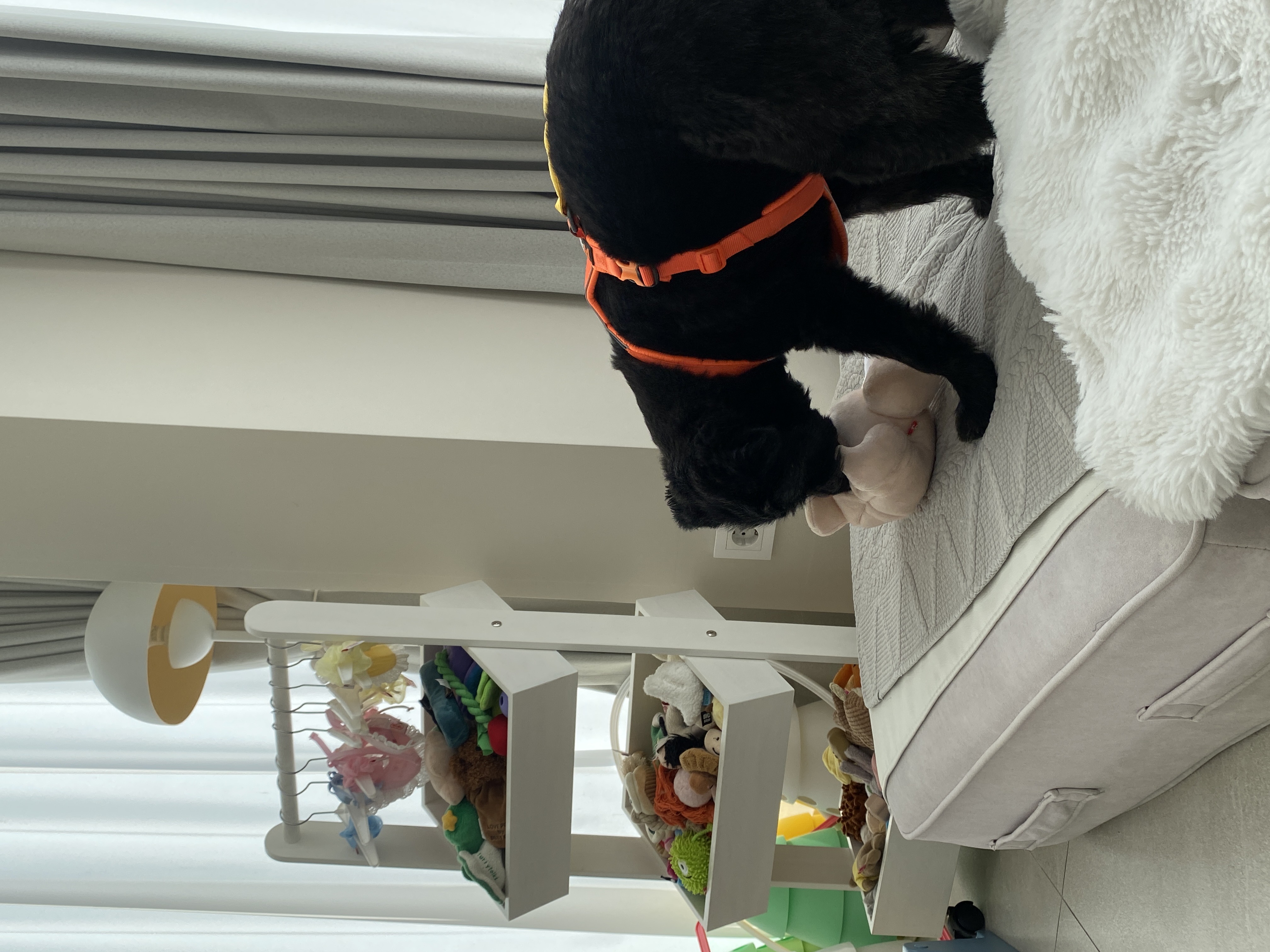 선샤인‘s 꼬물이 댄. 잘 지내고 있어요! (벌써 3년)