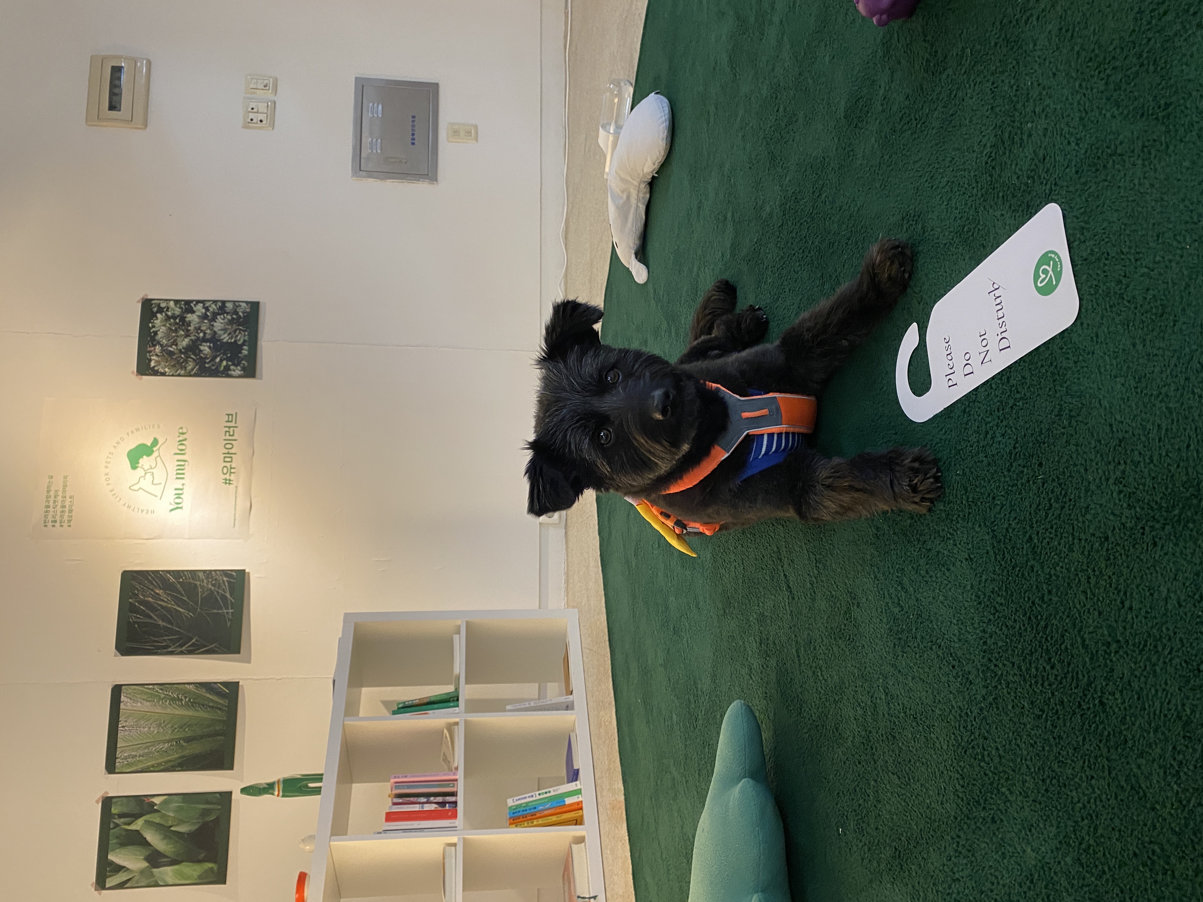 선샤인‘s 꼬물이 댄. 잘 지내고 있어요! (벌써 3년)