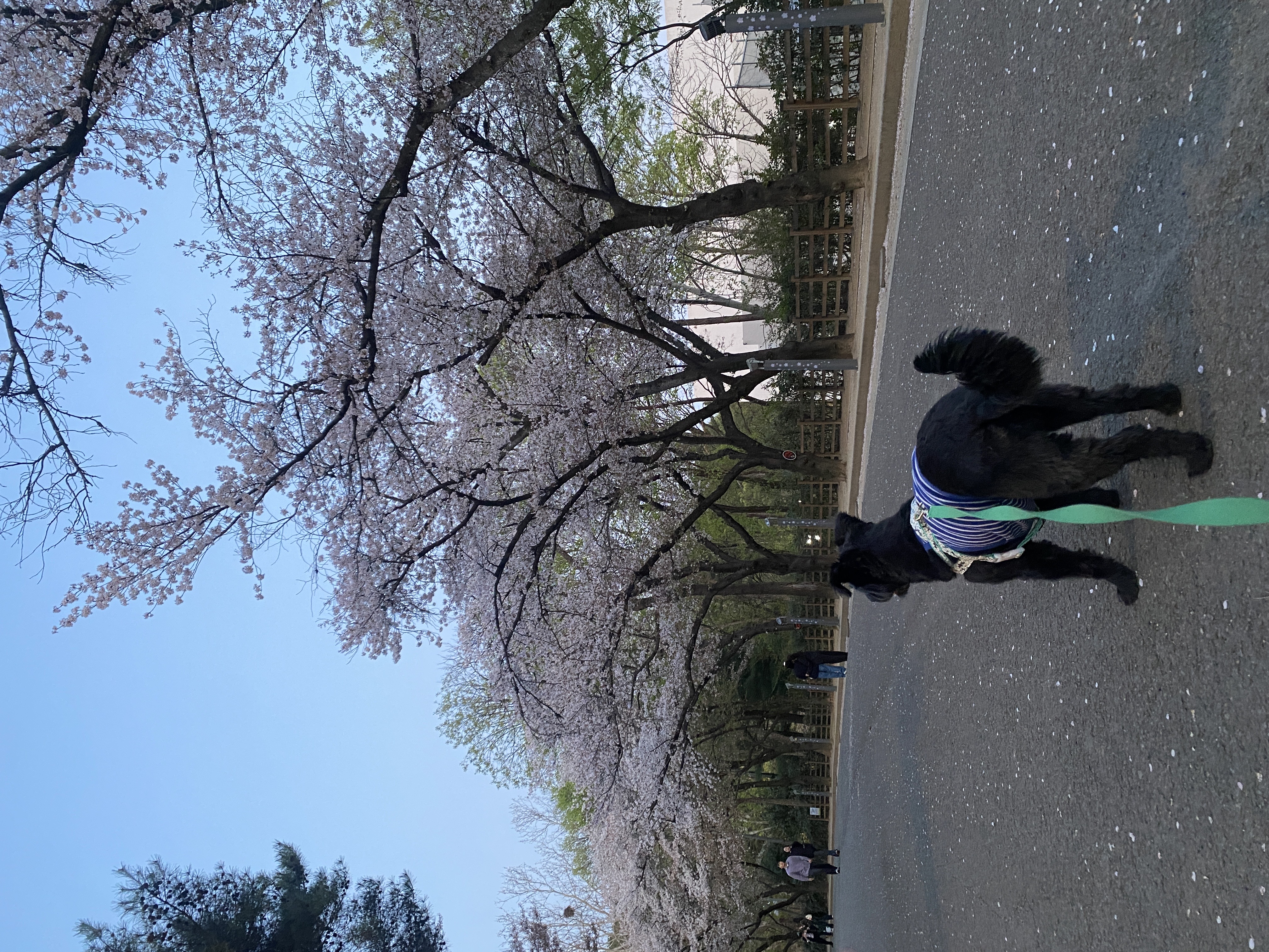 선샤인‘s 꼬물이 댄. 잘 지내고 있어요! (벌써 3년)