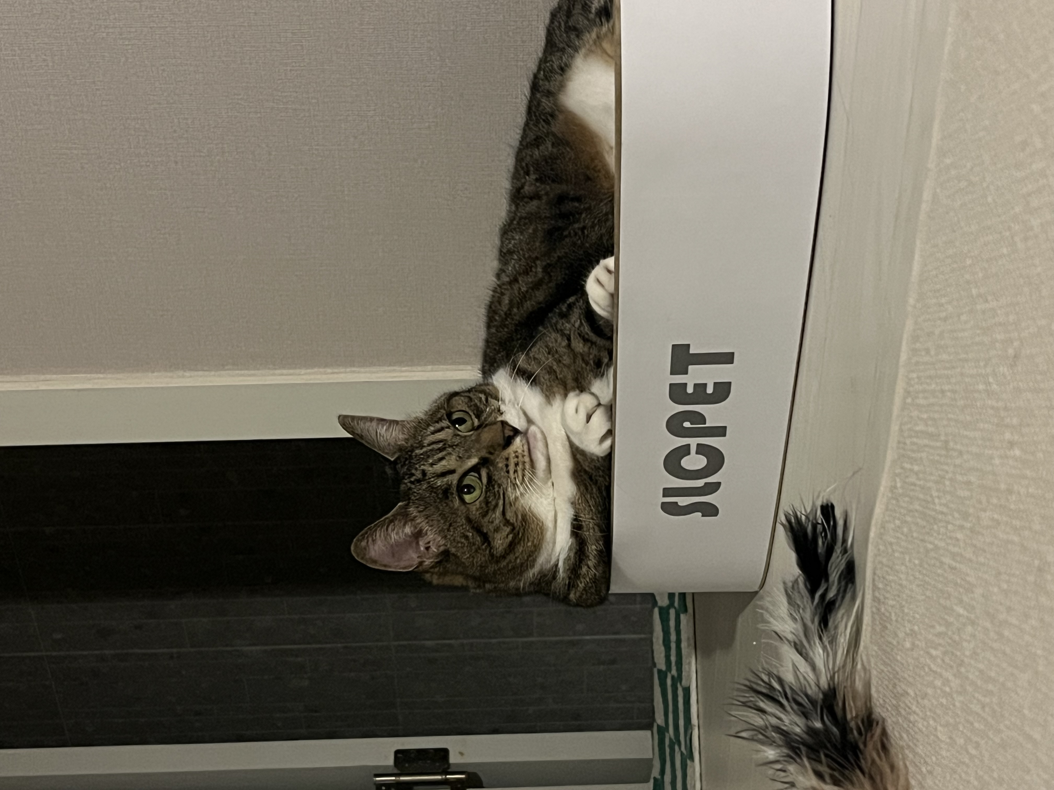 호란이의 귀여운 집밥생활 한 달 일기!