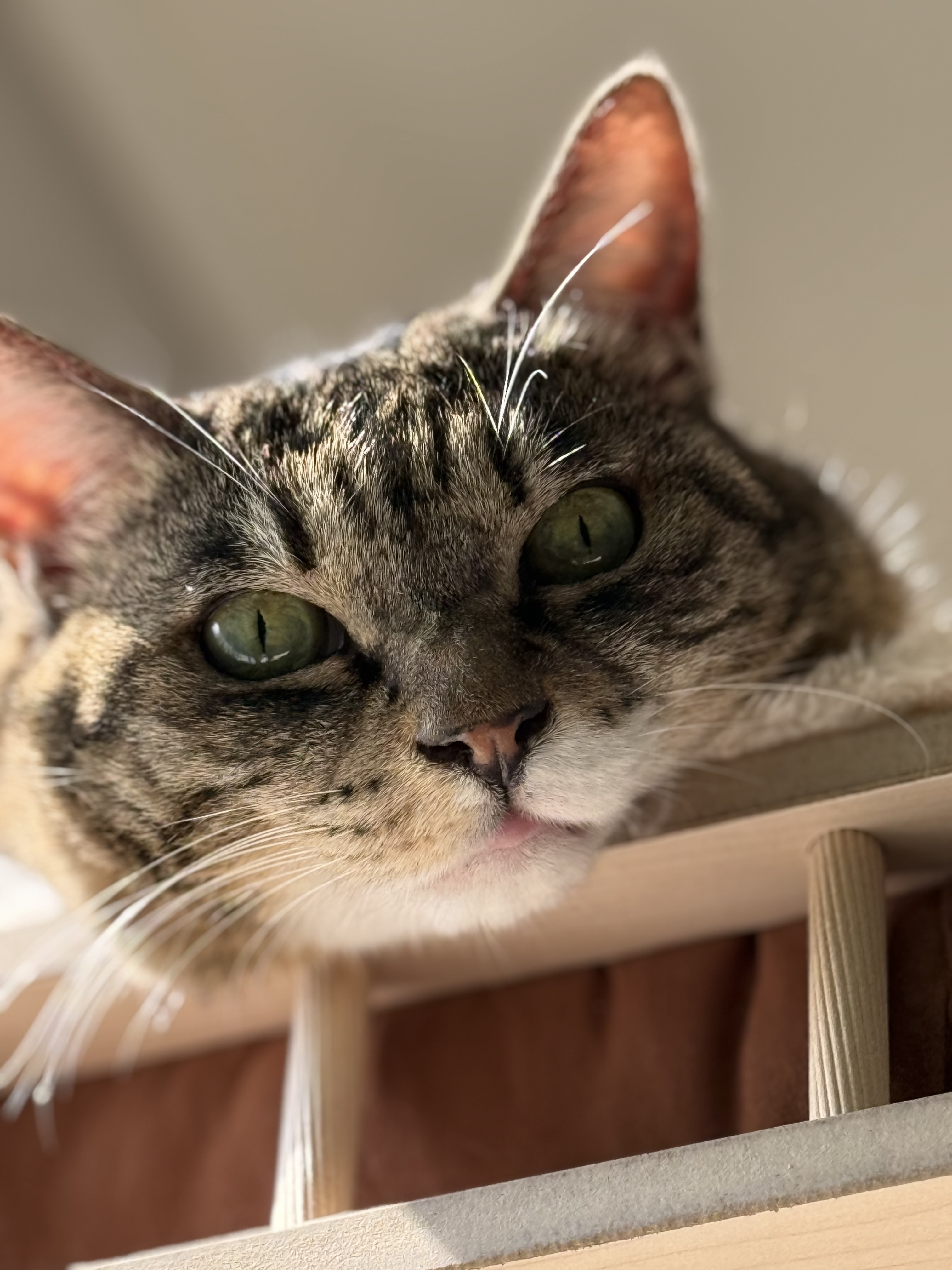 호란이의 귀여운 집밥생활 한 달 일기!