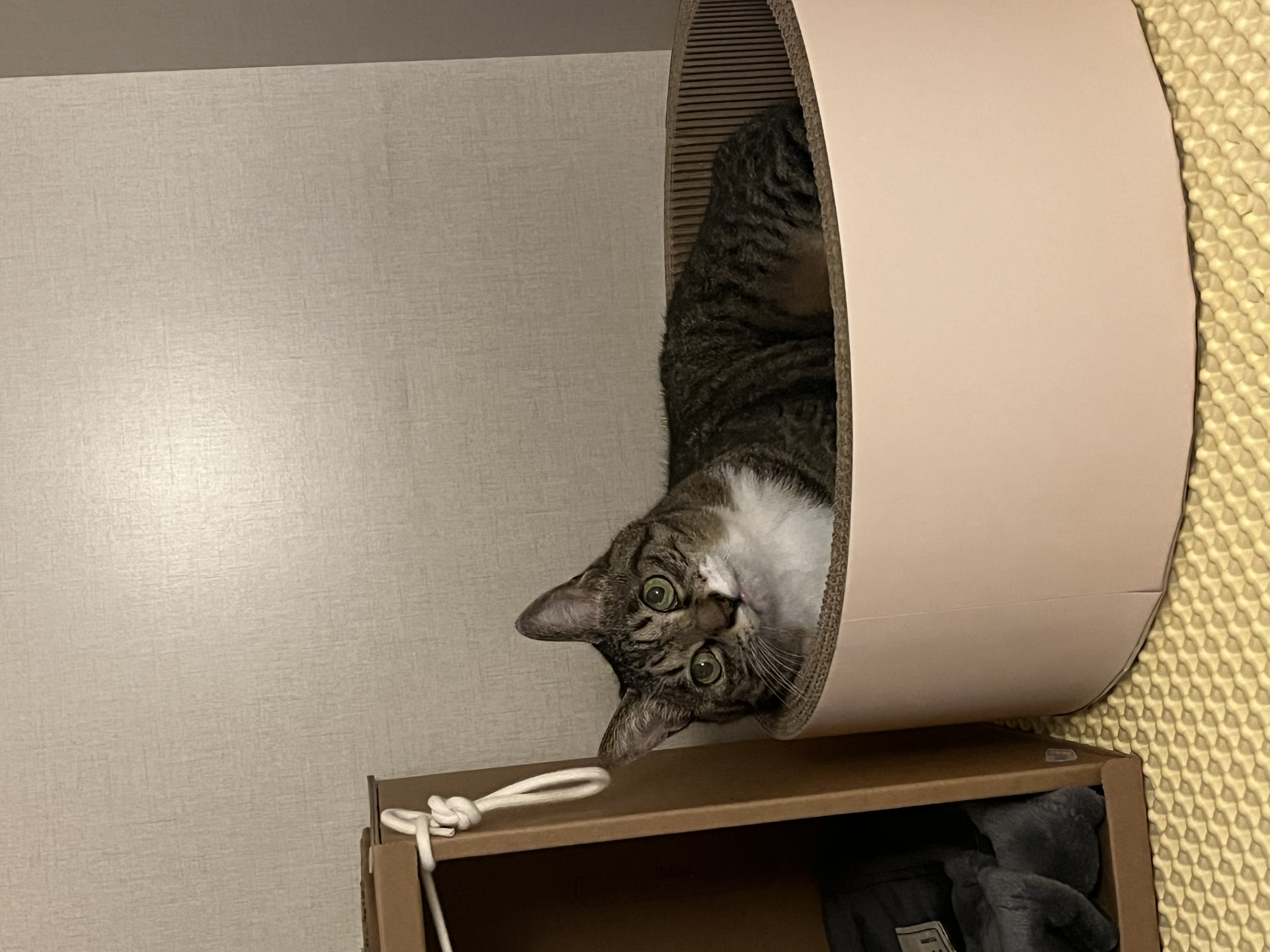 호란이의 귀여운 집밥생활 한 달 일기!