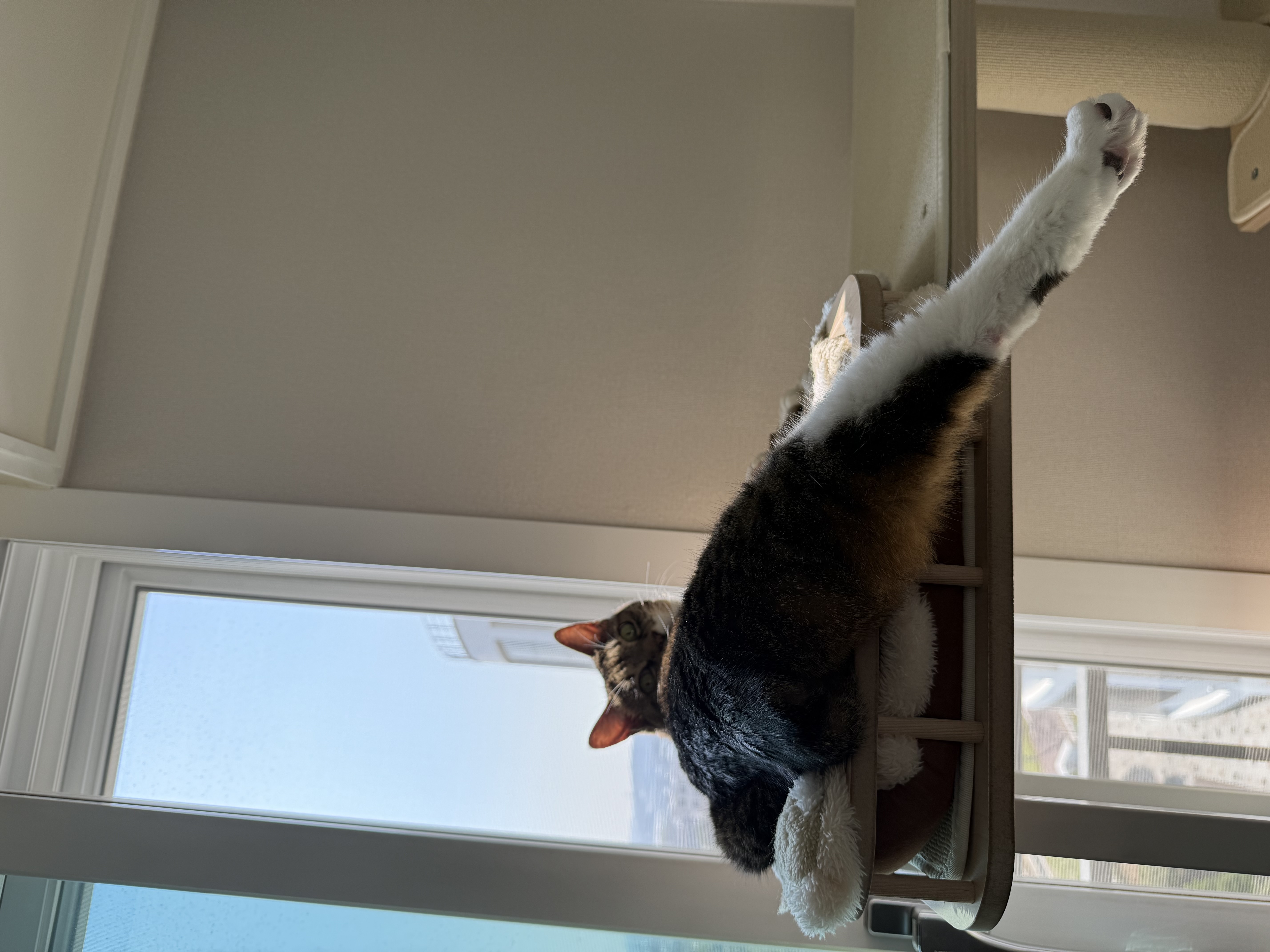 호란이의 귀여운 집밥생활 한 달 일기!