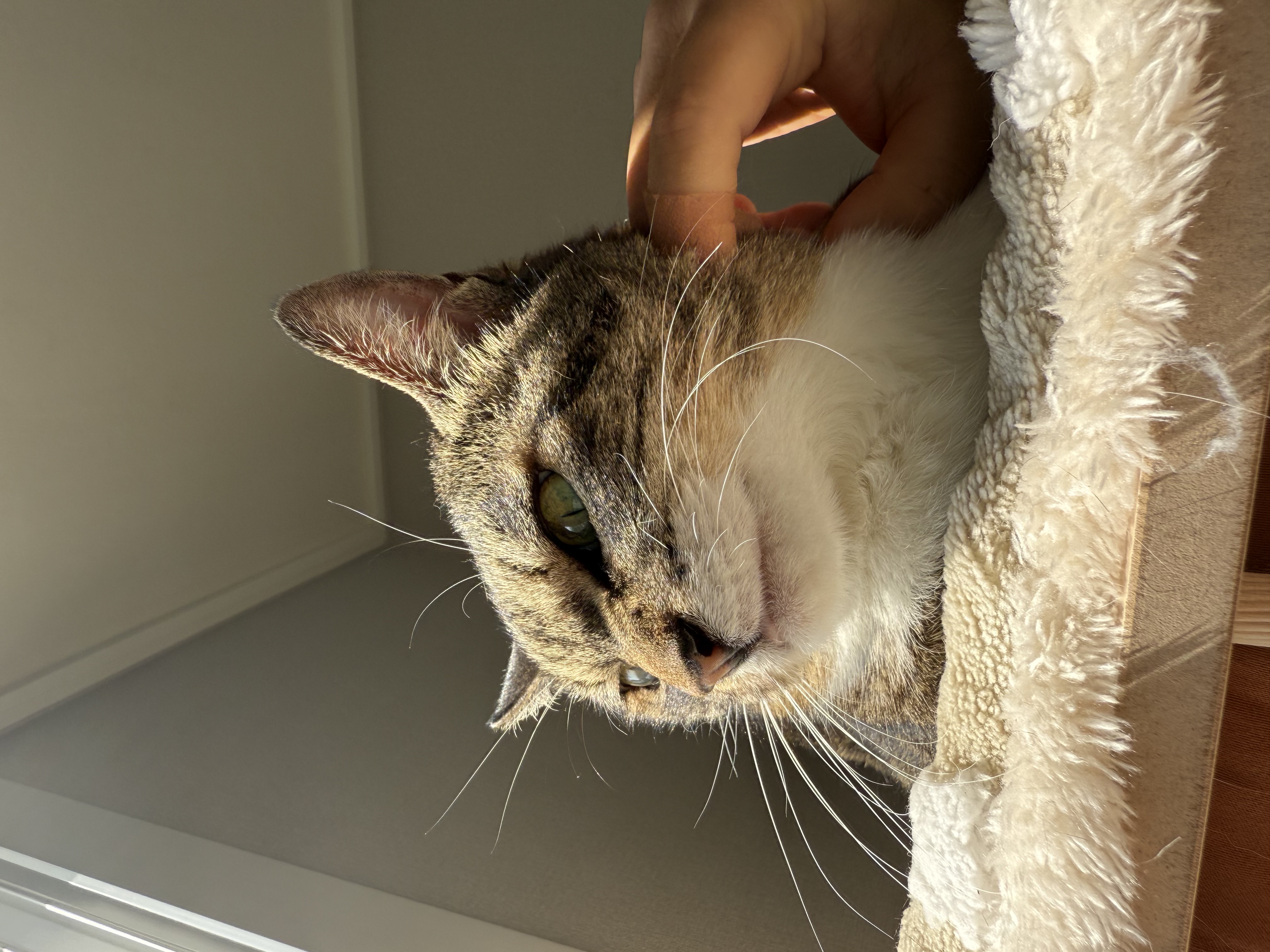 호란이의 귀여운 집밥생활 한 달 일기!