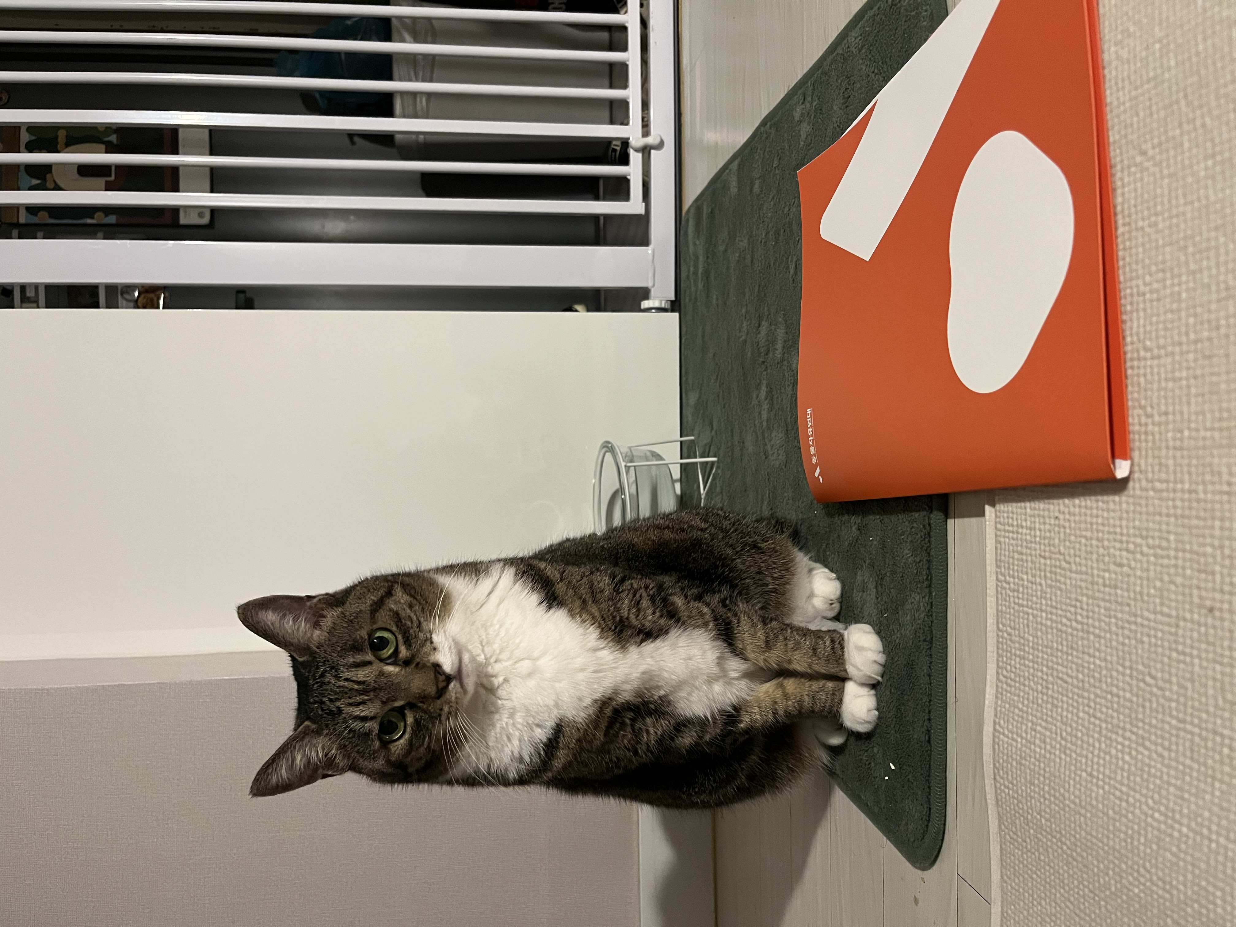 호란이의 귀여운 집밥생활 한 달 일기!