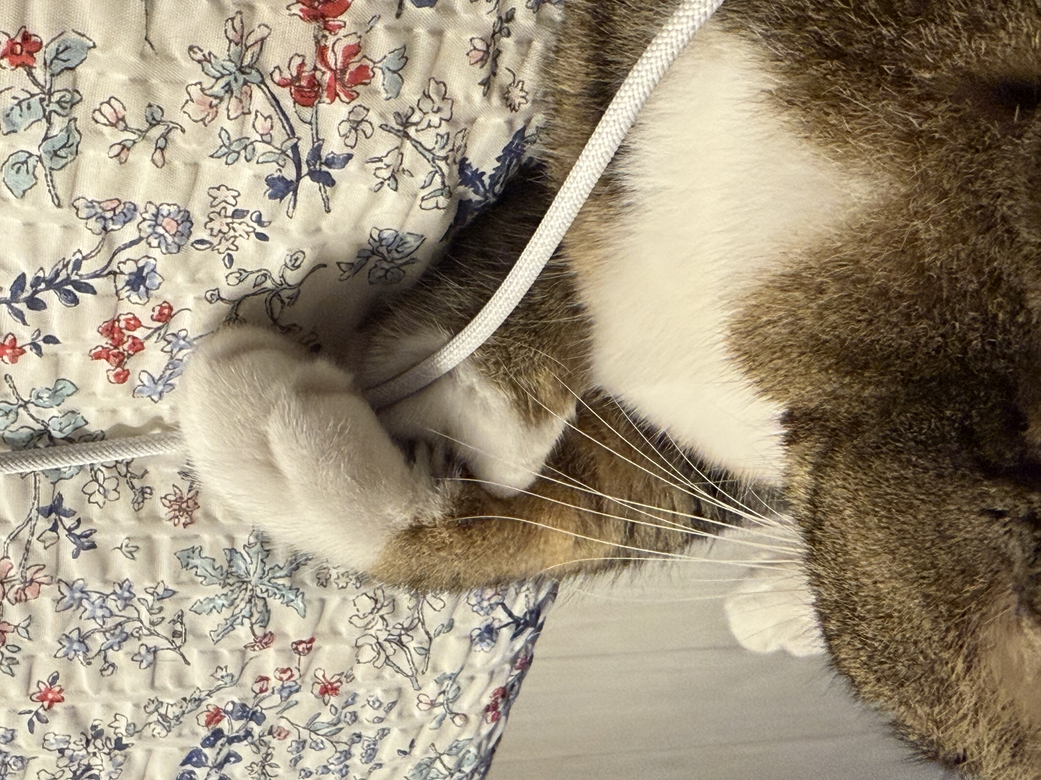 호란이의 귀여운 집밥생활 한 달 일기!