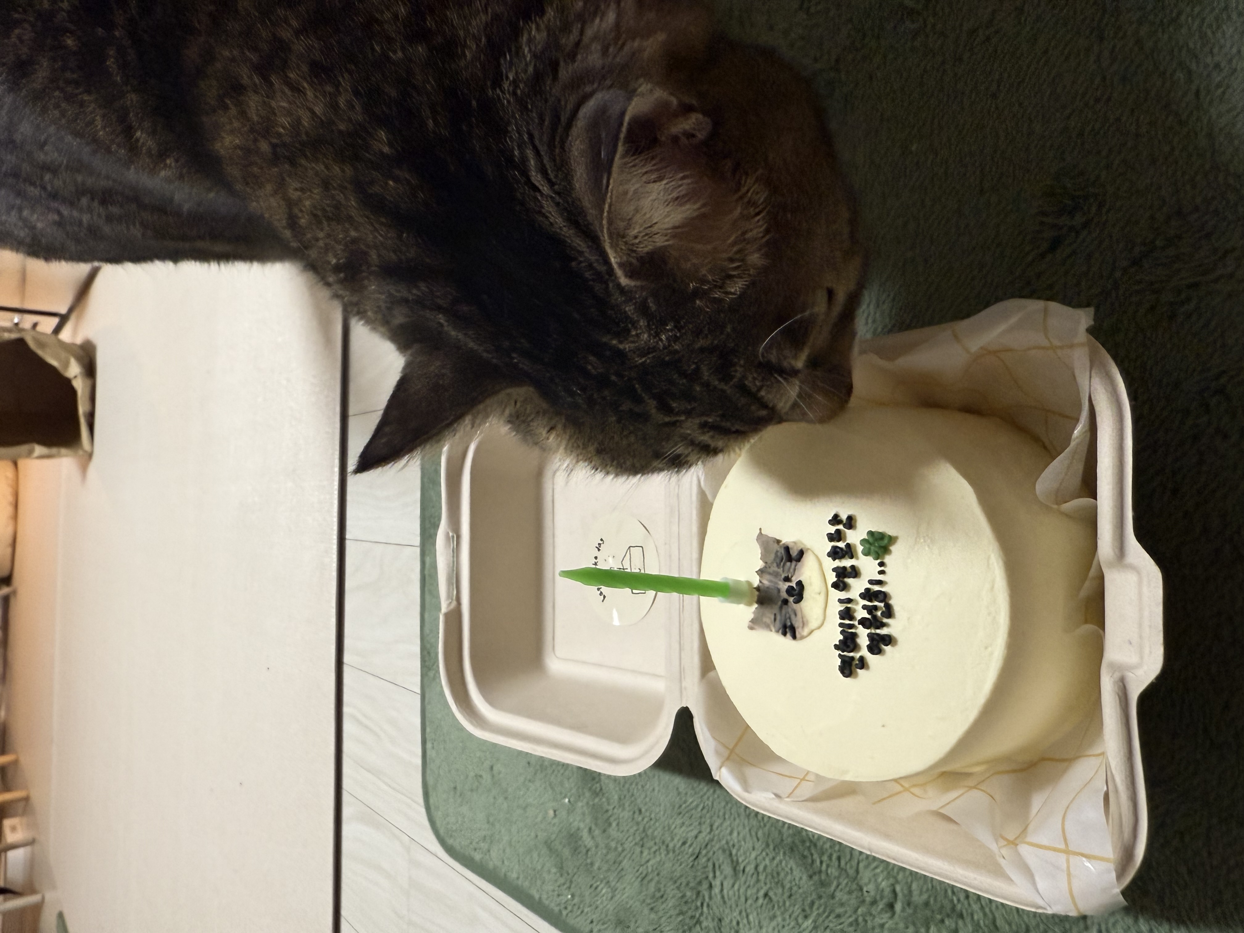 호란이의 귀여운 집밥생활 한 달 일기!