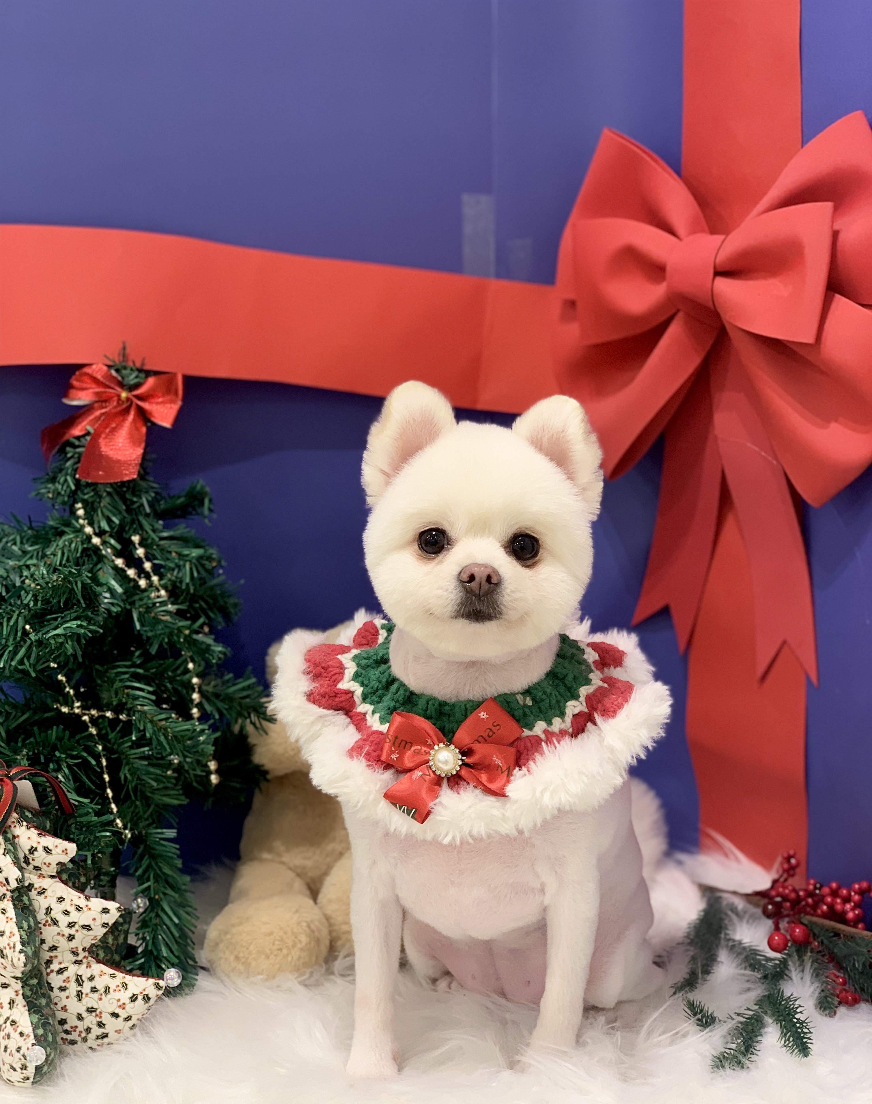 핑키 벌써 4살입니다