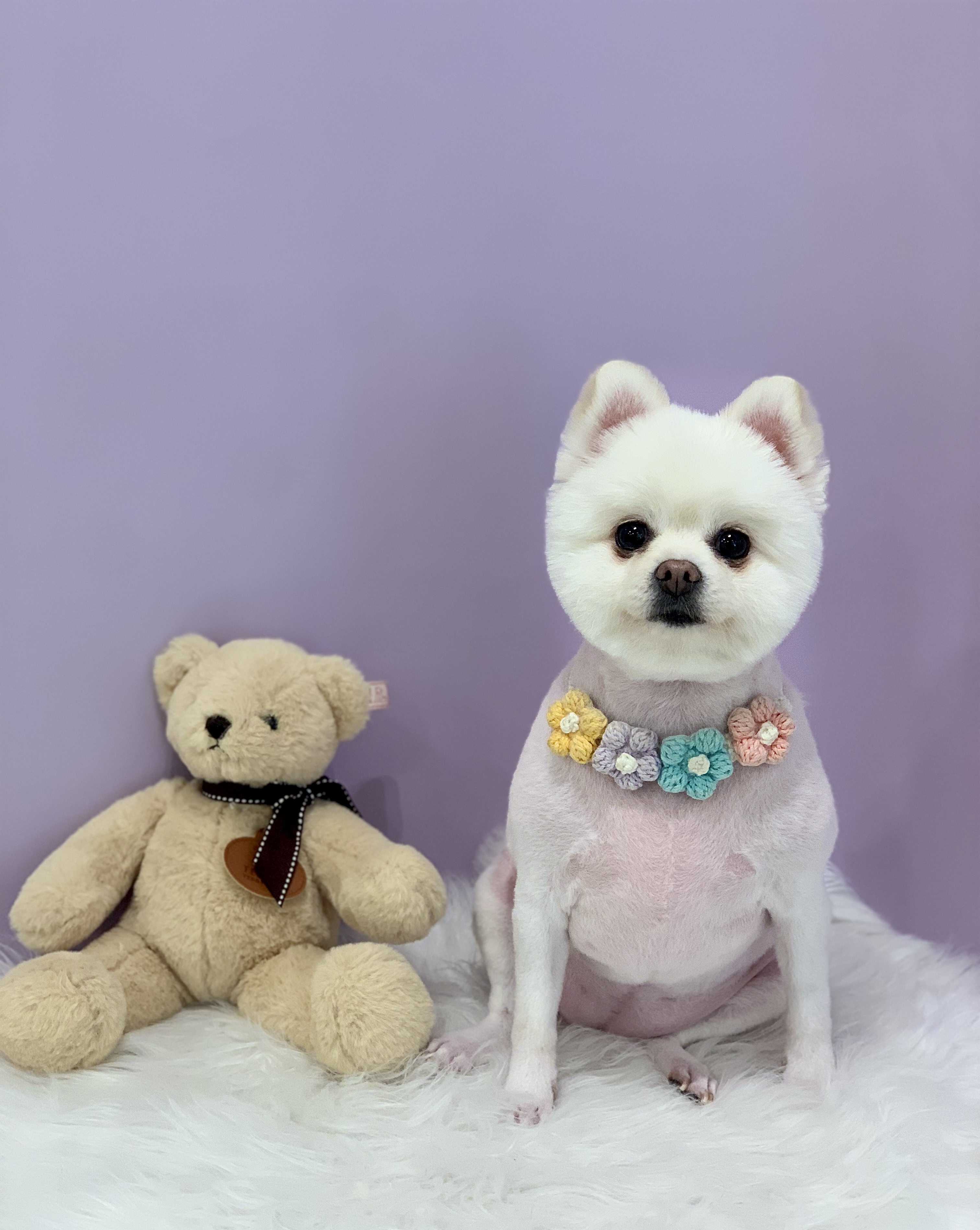 핑키 벌써 4살입니다