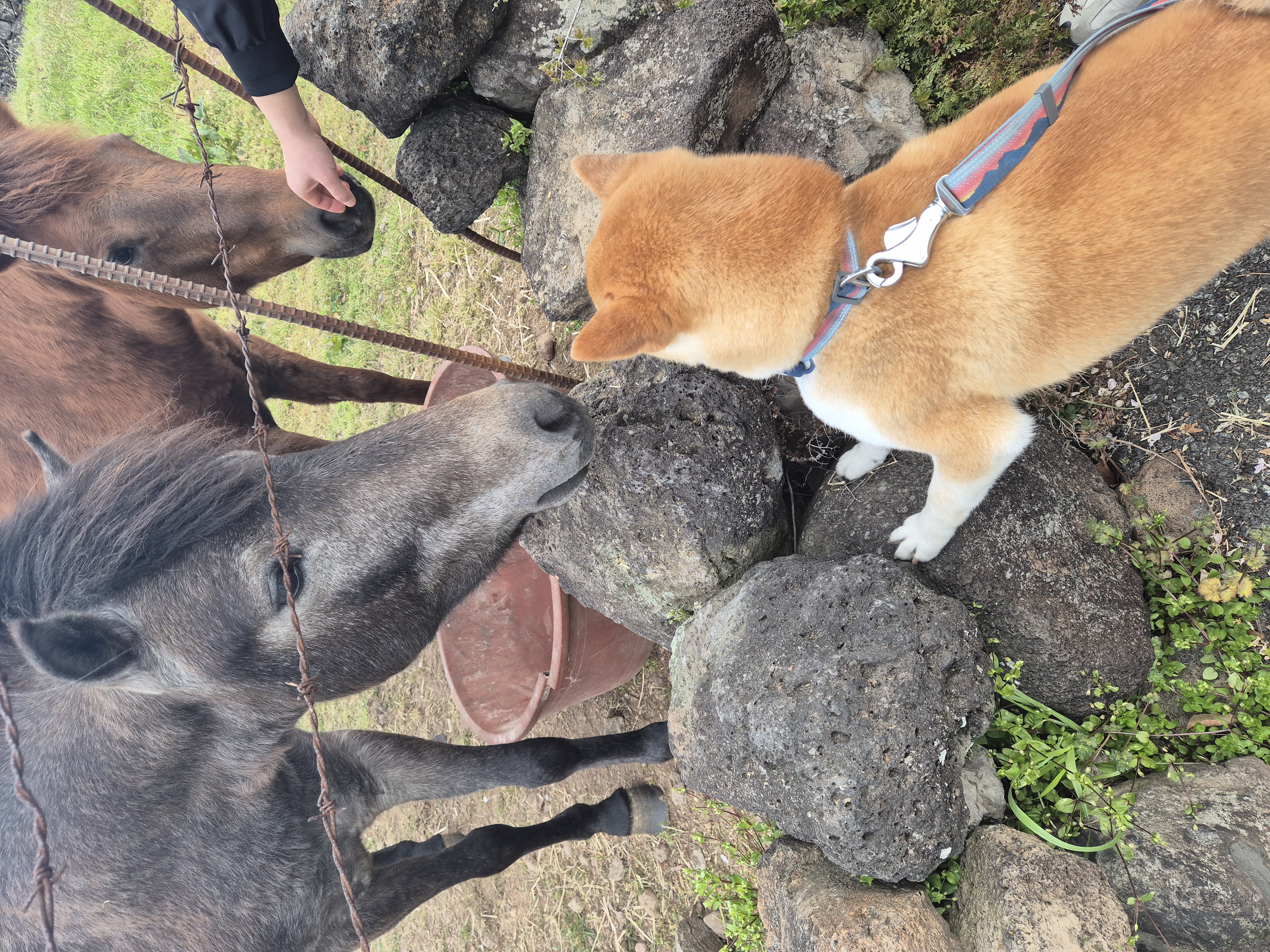 강이(세시)는 잘 지내요~~!