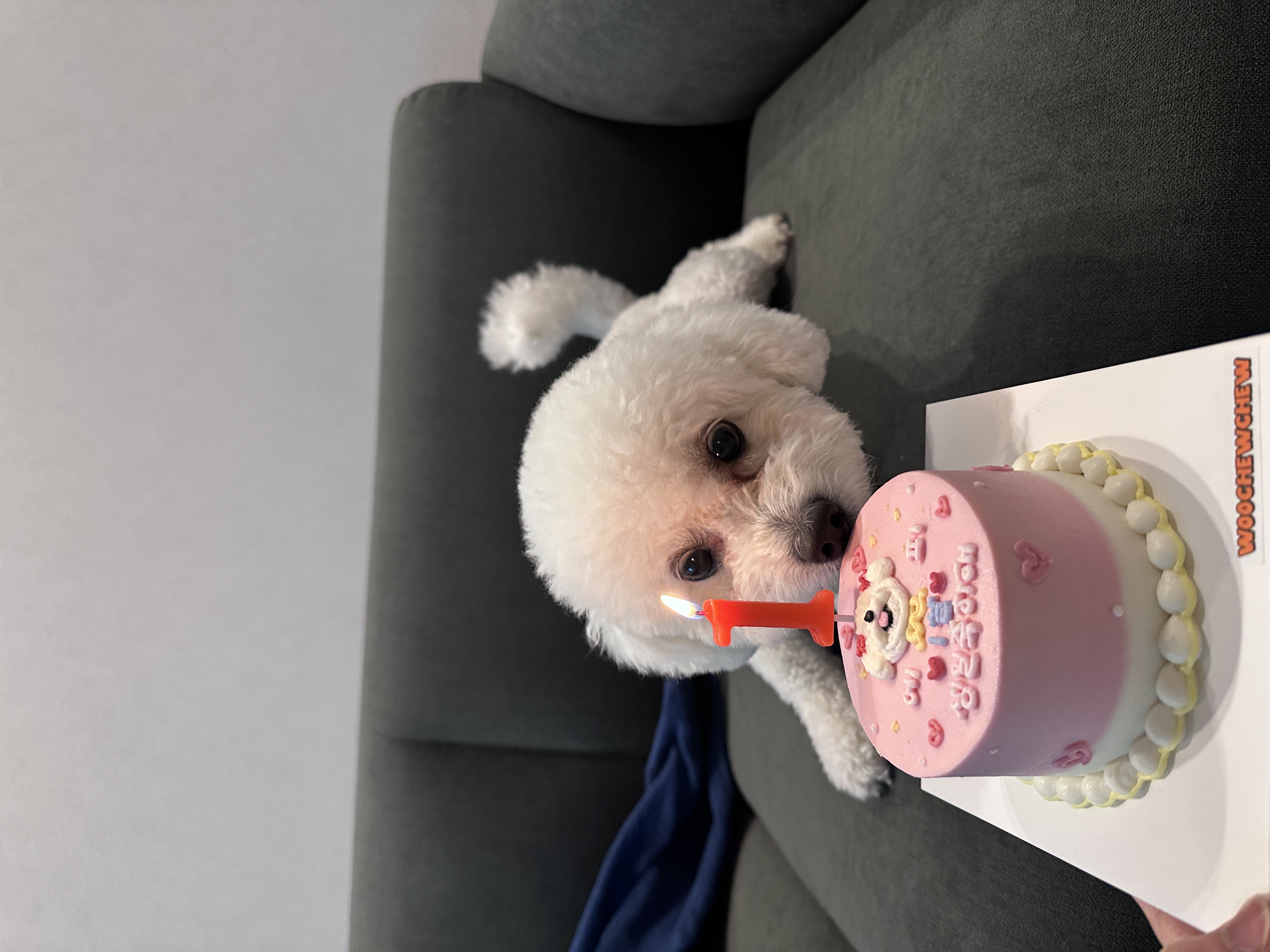 에피 (보령 머찌) 입양 1년!