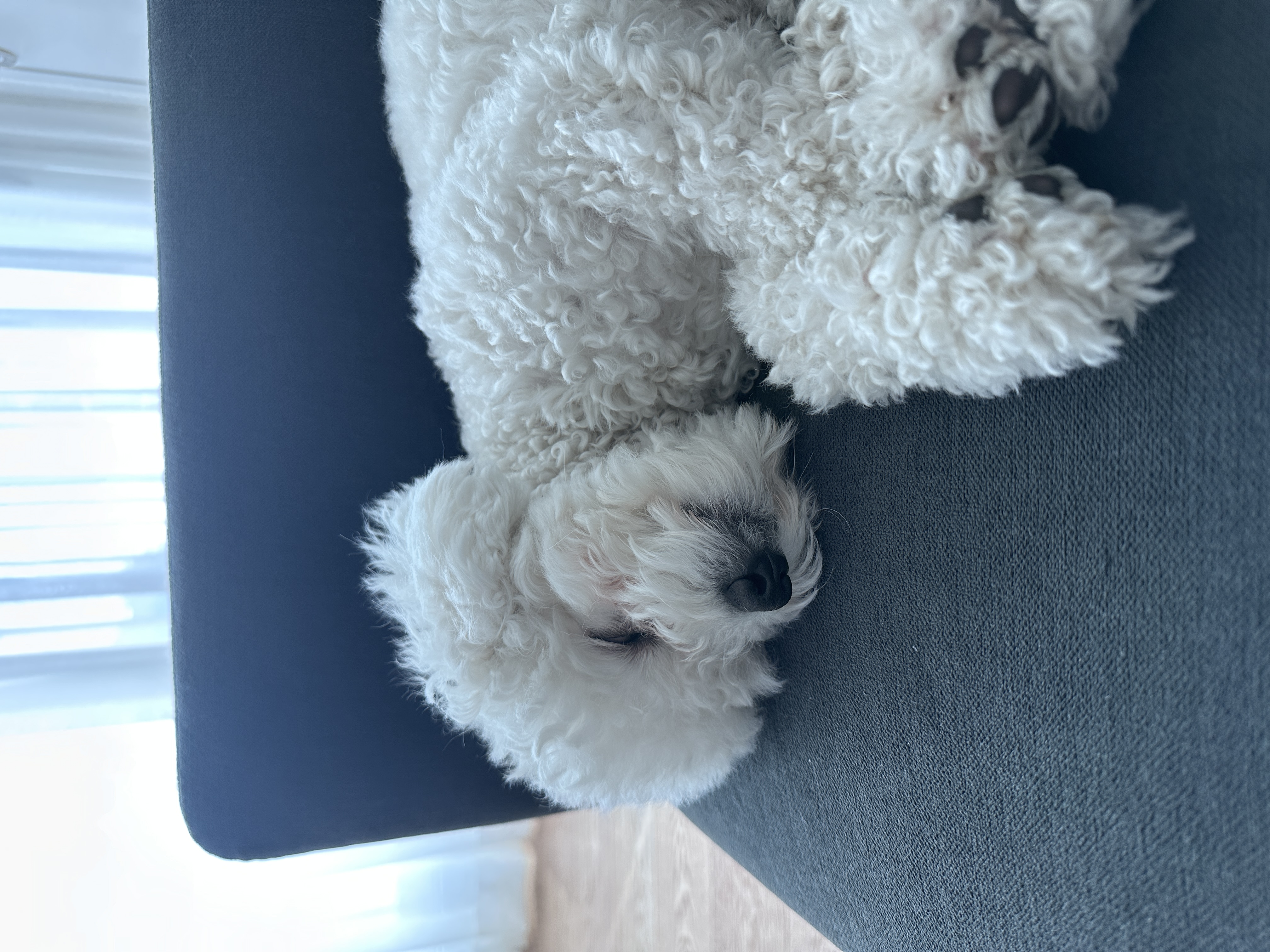 에피 (보령 머찌) 입양 1년!