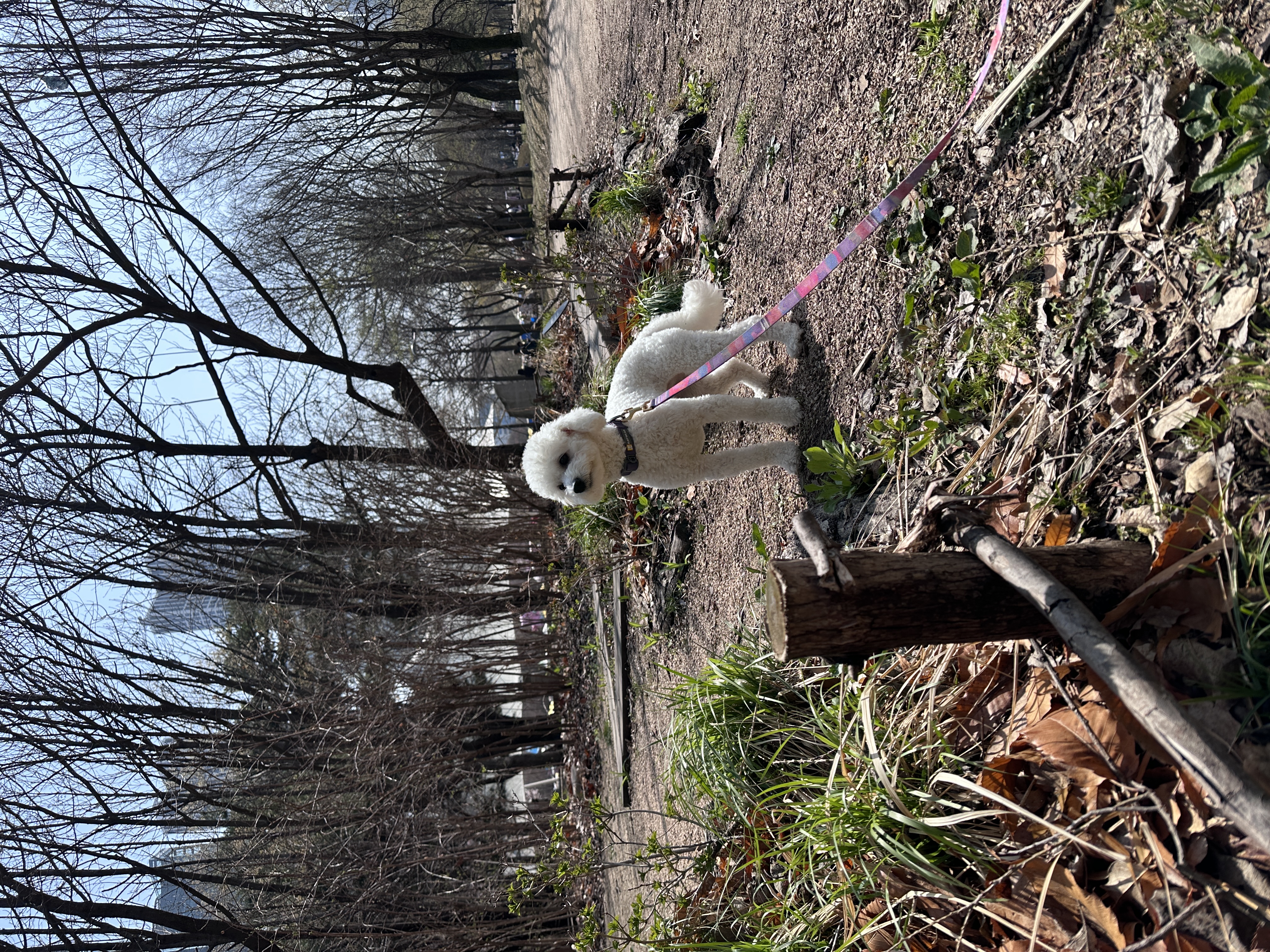 에피 (보령 머찌) 입양 1년!