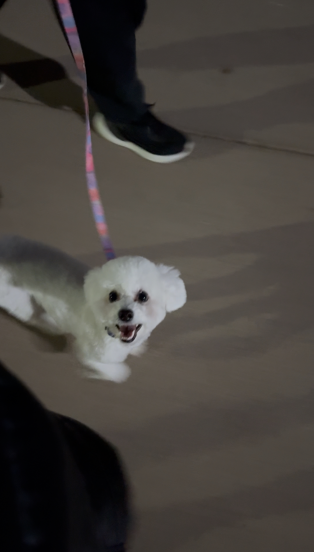 에피 (보령 머찌) 입양 1년!