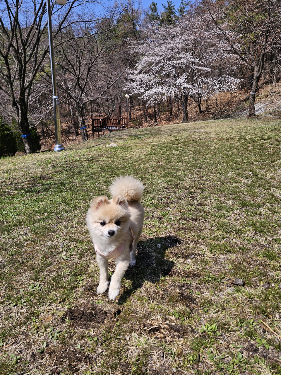 호강이(밤톨이) 잘지내고 있어요~