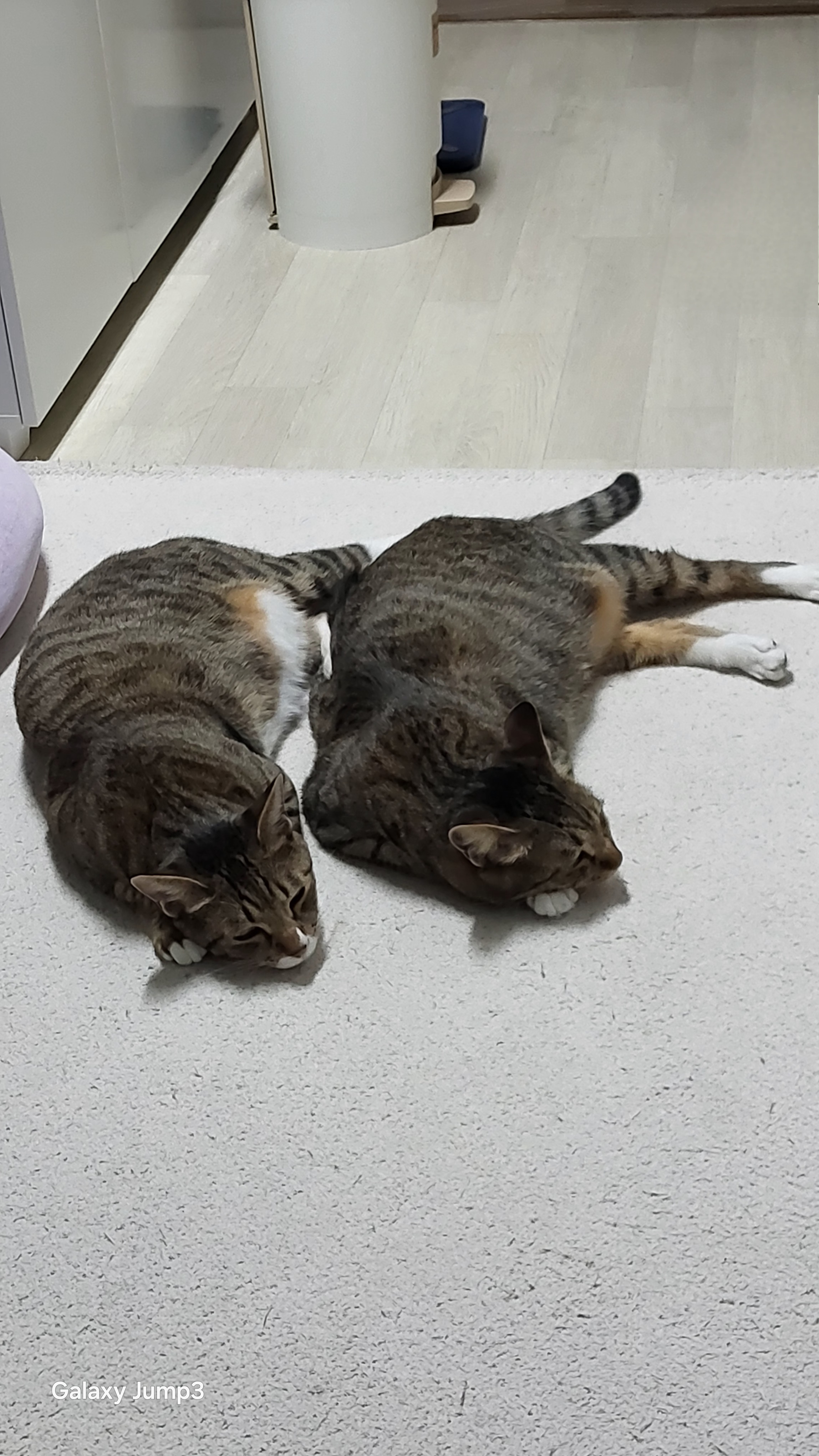 사튼.오튼 1년 