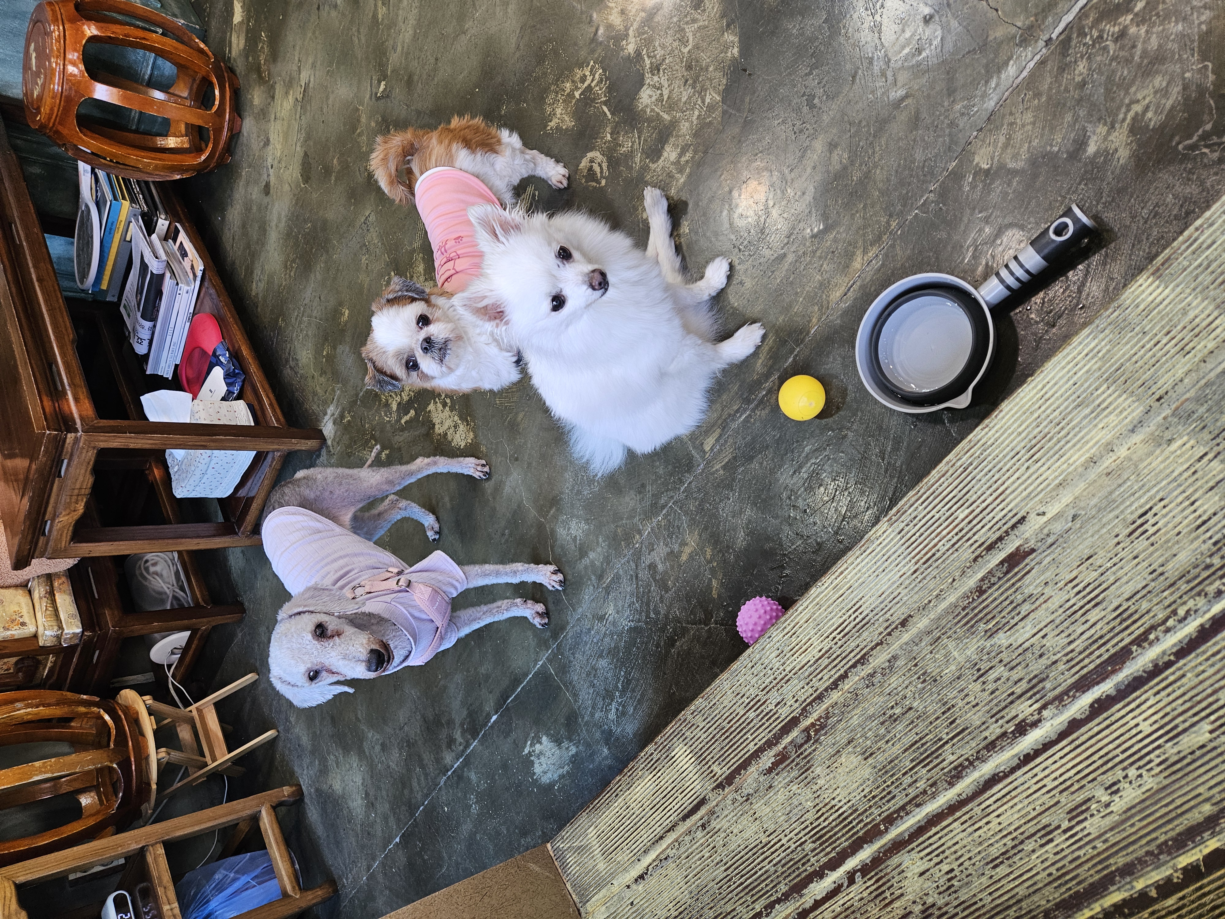 포옹이 가족들 산책중 휴게소ㅎㅎ