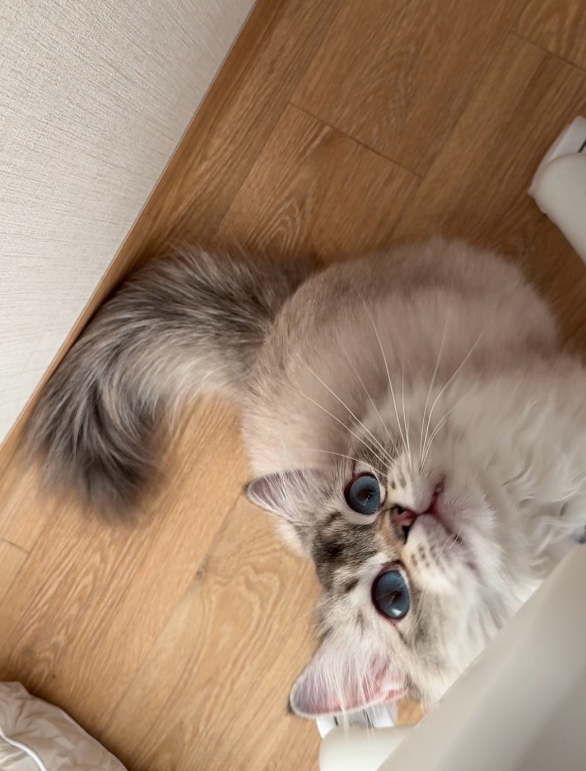 피치(전 마온) 6개월차 입양 후기