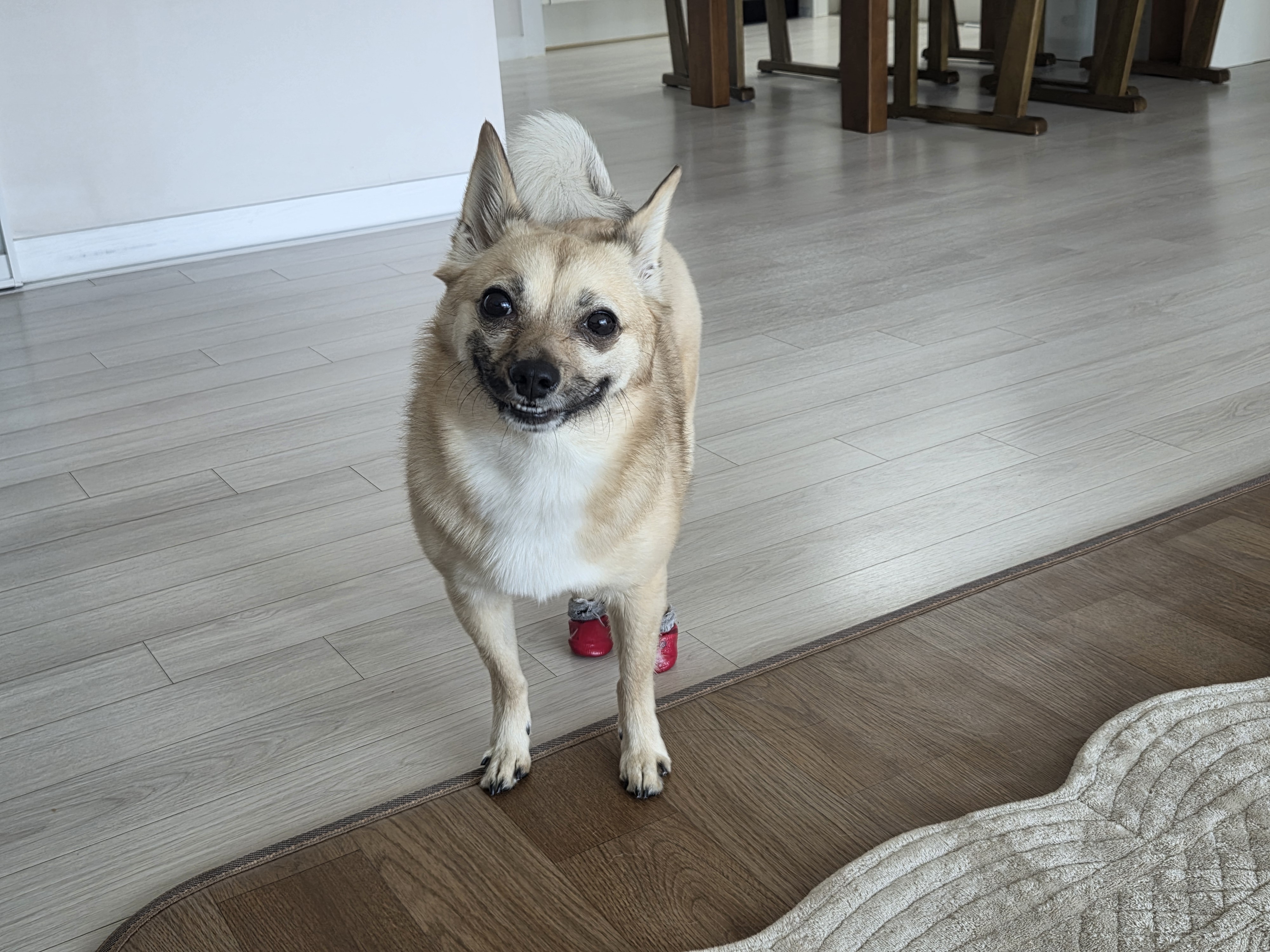 산책을 좋아하는 밀이(산들) 