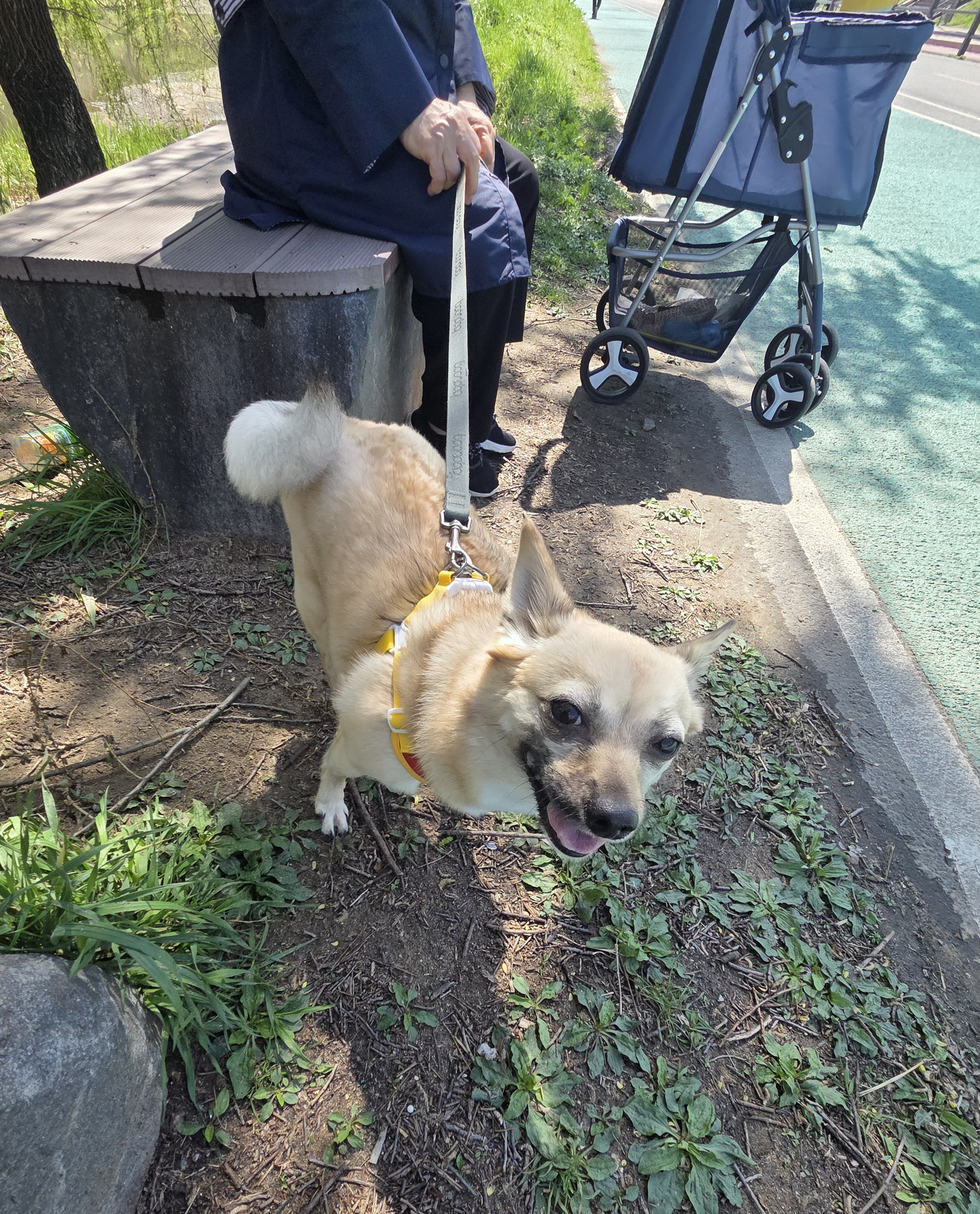 산책을 좋아하는 밀이(산들) 