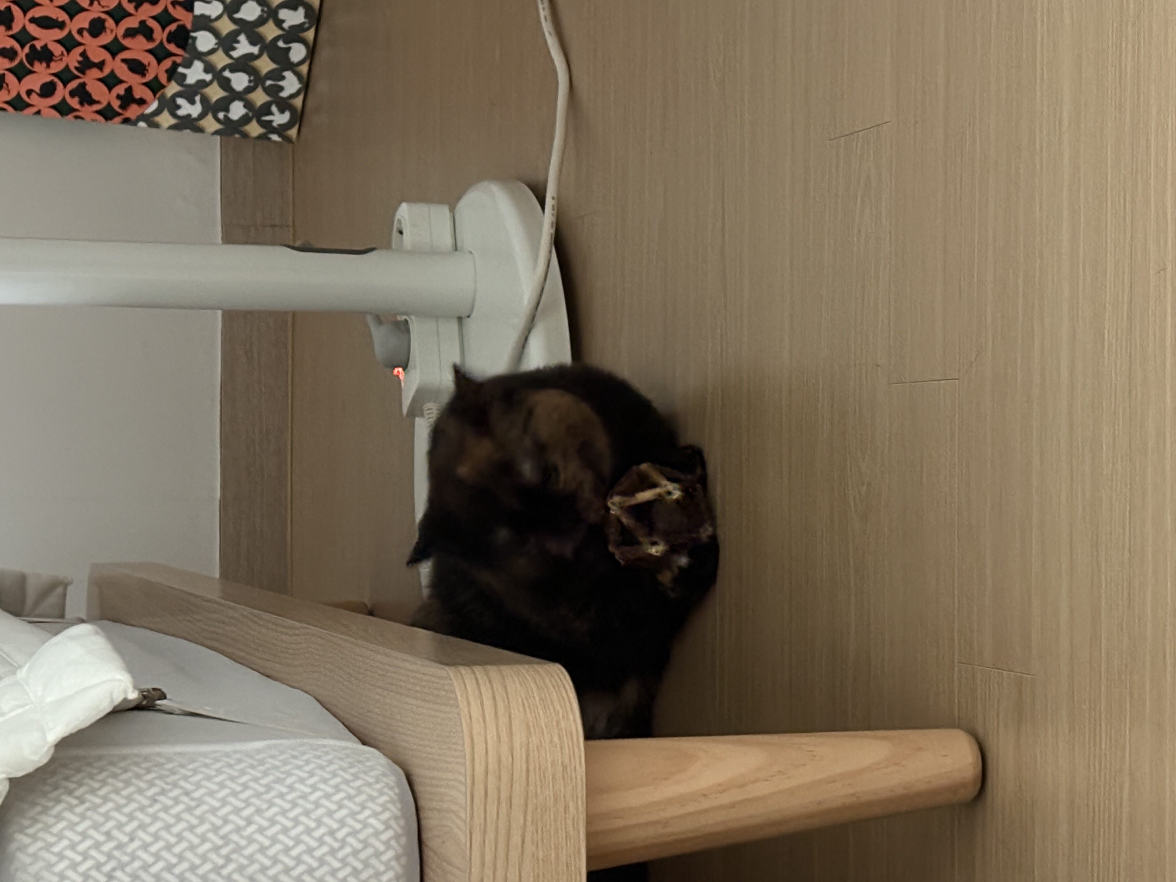 [소롱이] 귀여운 고롱고롱 라이더 소롱이 일주일 주행기록