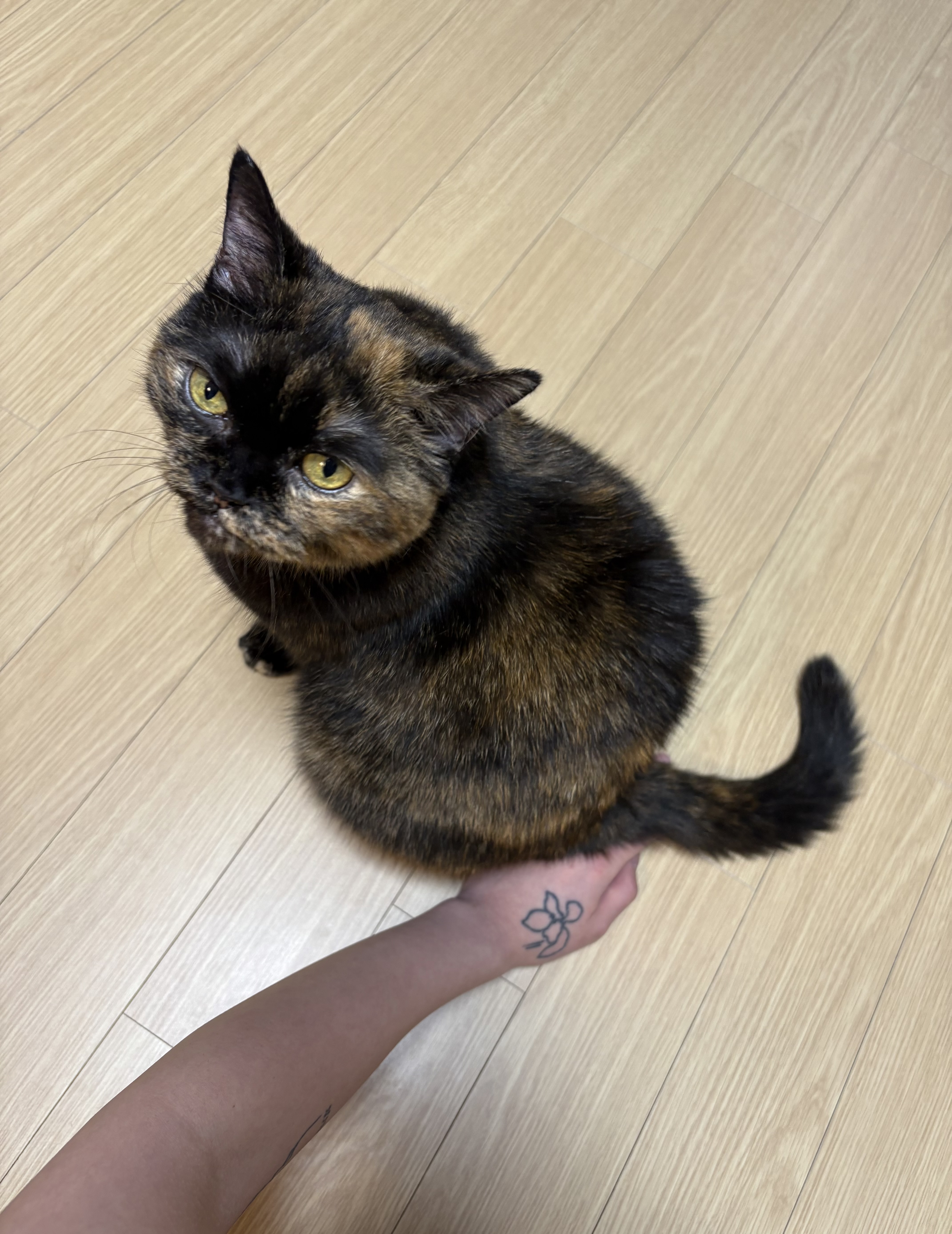 [소롱이] 귀여운 고롱고롱 라이더 소롱이 일주일 주행기록