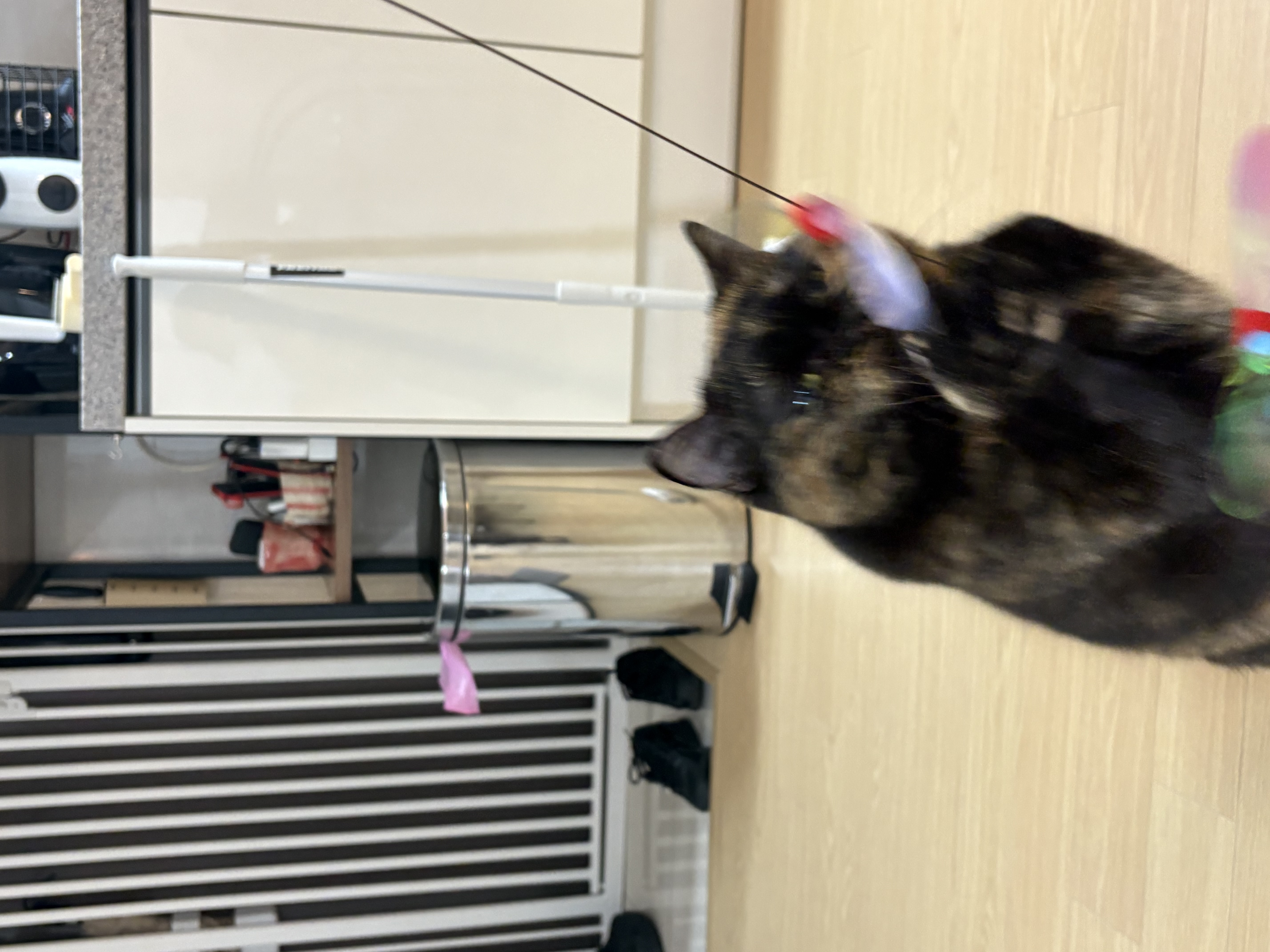 [소롱이] 귀여운 고롱고롱 라이더 소롱이 일주일 주행기록