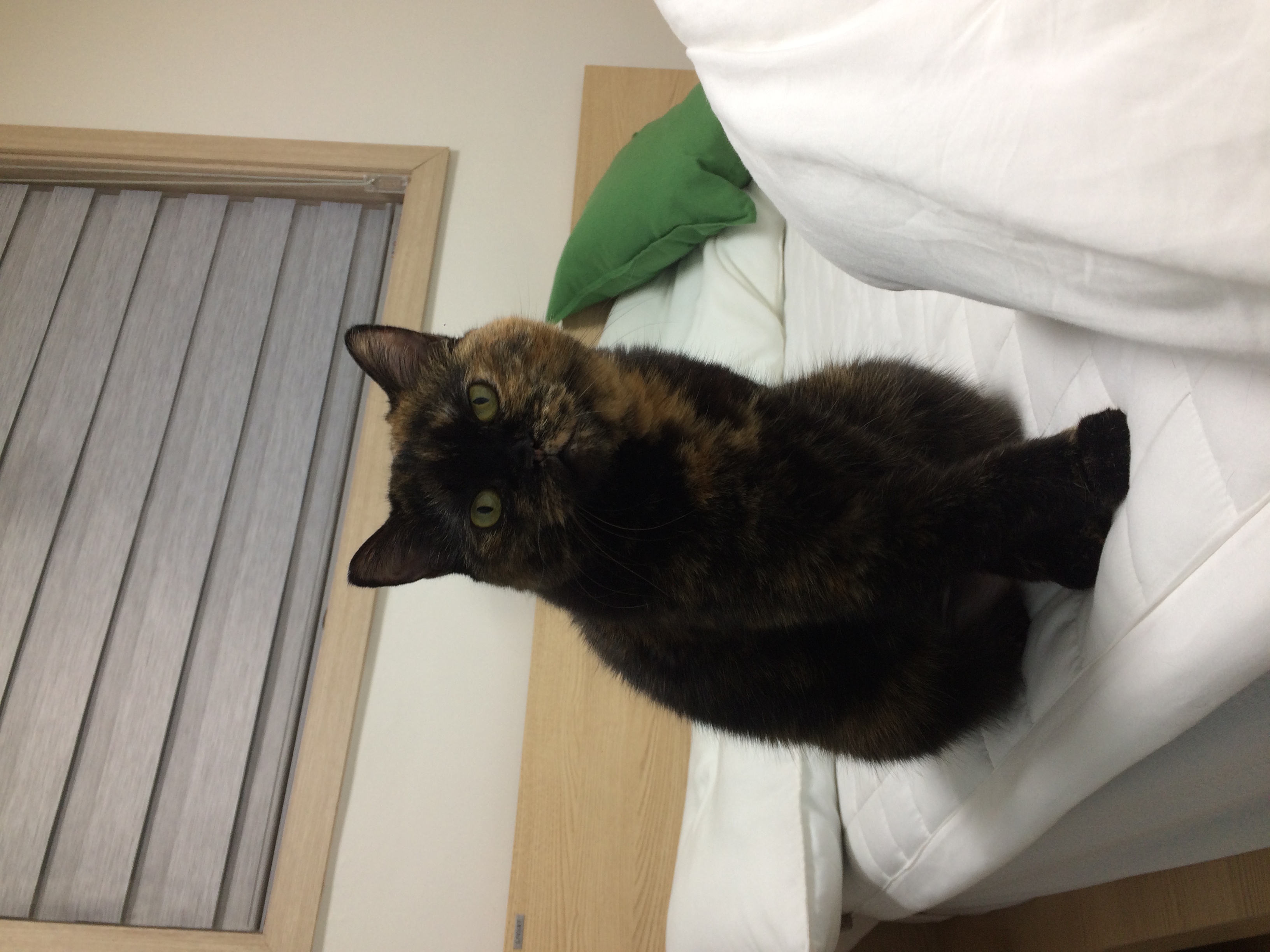 [소롱이] 귀여운 고롱고롱 라이더 소롱이 일주일 주행기록