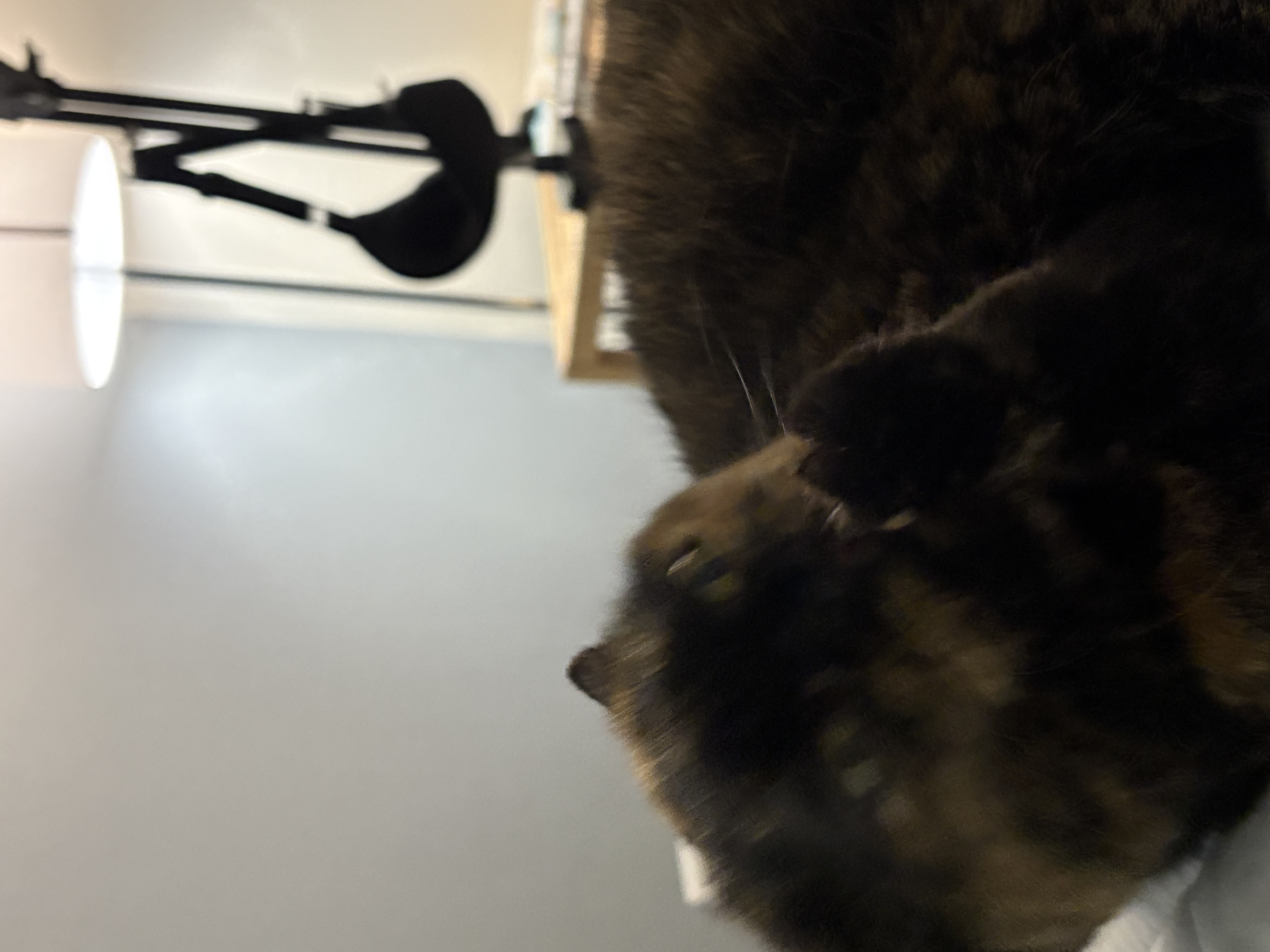 [소롱이] 귀여운 고롱고롱 라이더 소롱이 일주일 주행기록