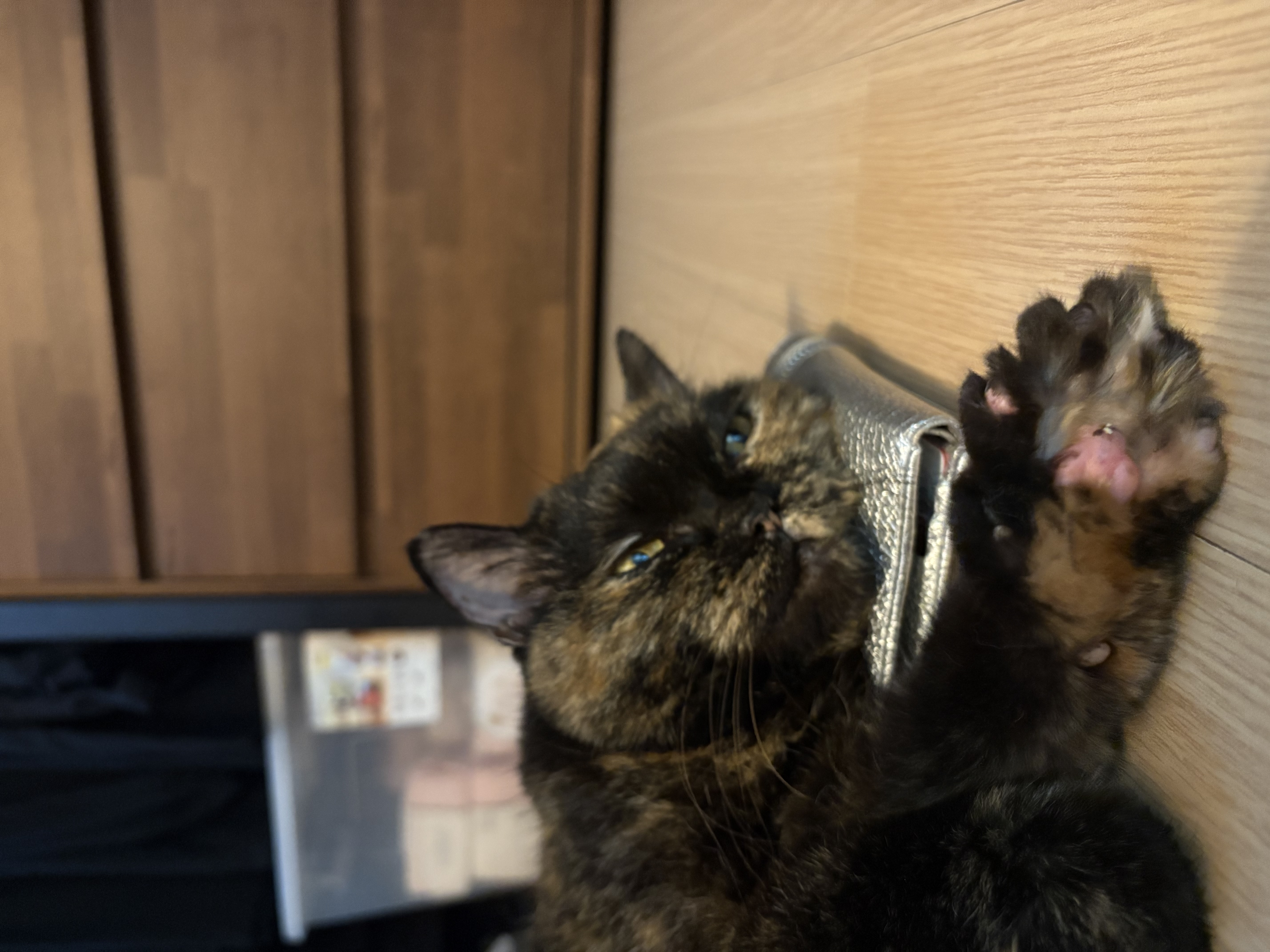 [소롱이] 귀여운 고롱고롱 라이더 소롱이 일주일 주행기록